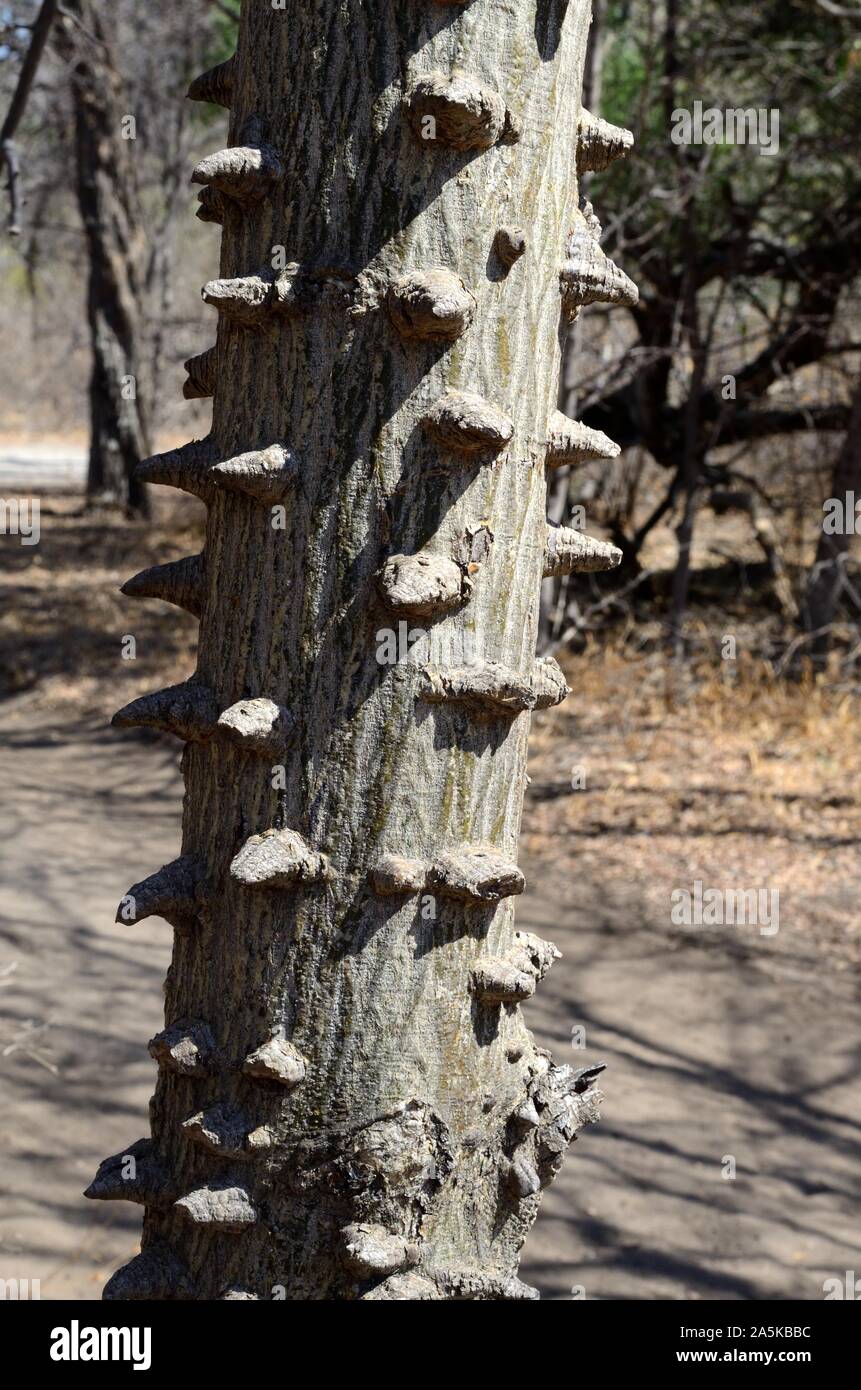 Thorny bark of the Knob thorn Acacia Tree Senegalia nigrescens Botswana Africa Stock Photo