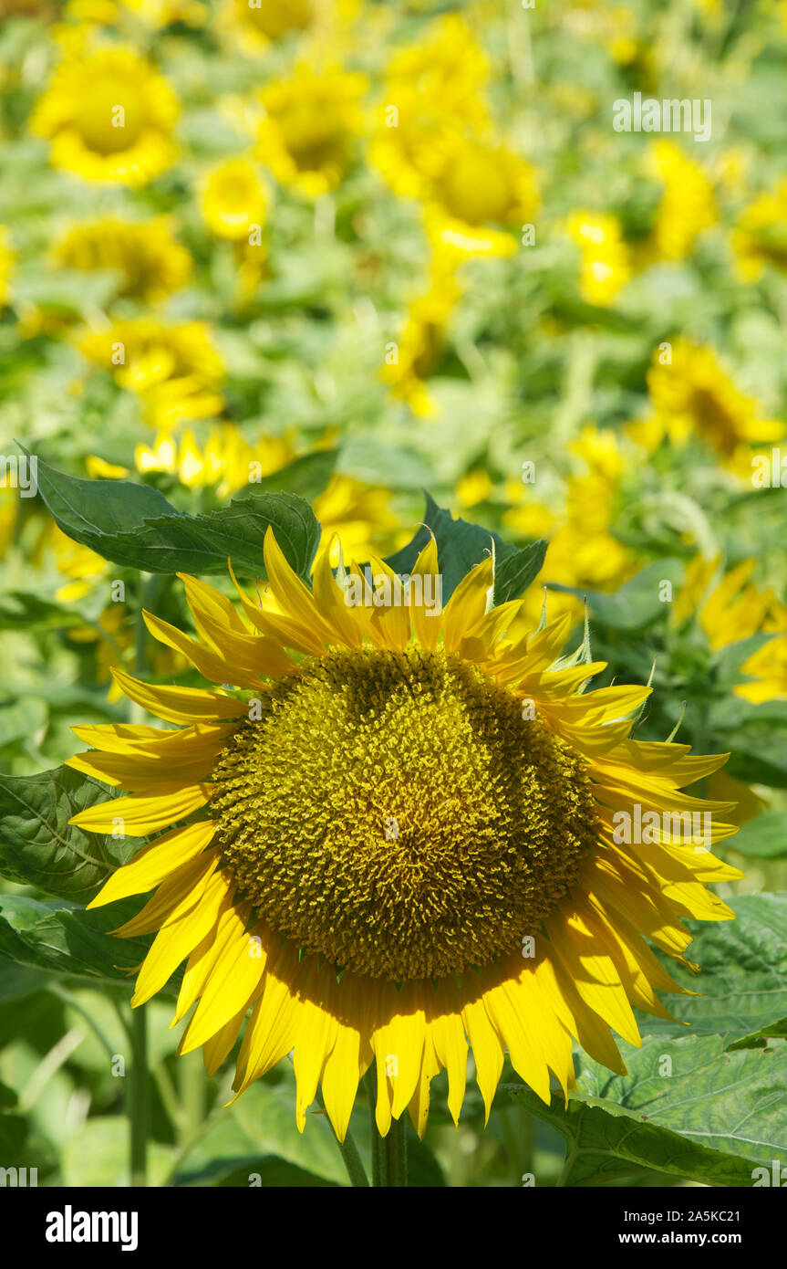 Summertime, French countryside. A close up of a single Sunflower, Helianthus Anuus, against the background of a field of Sunflowers. La Drôme, France. Stock Photo