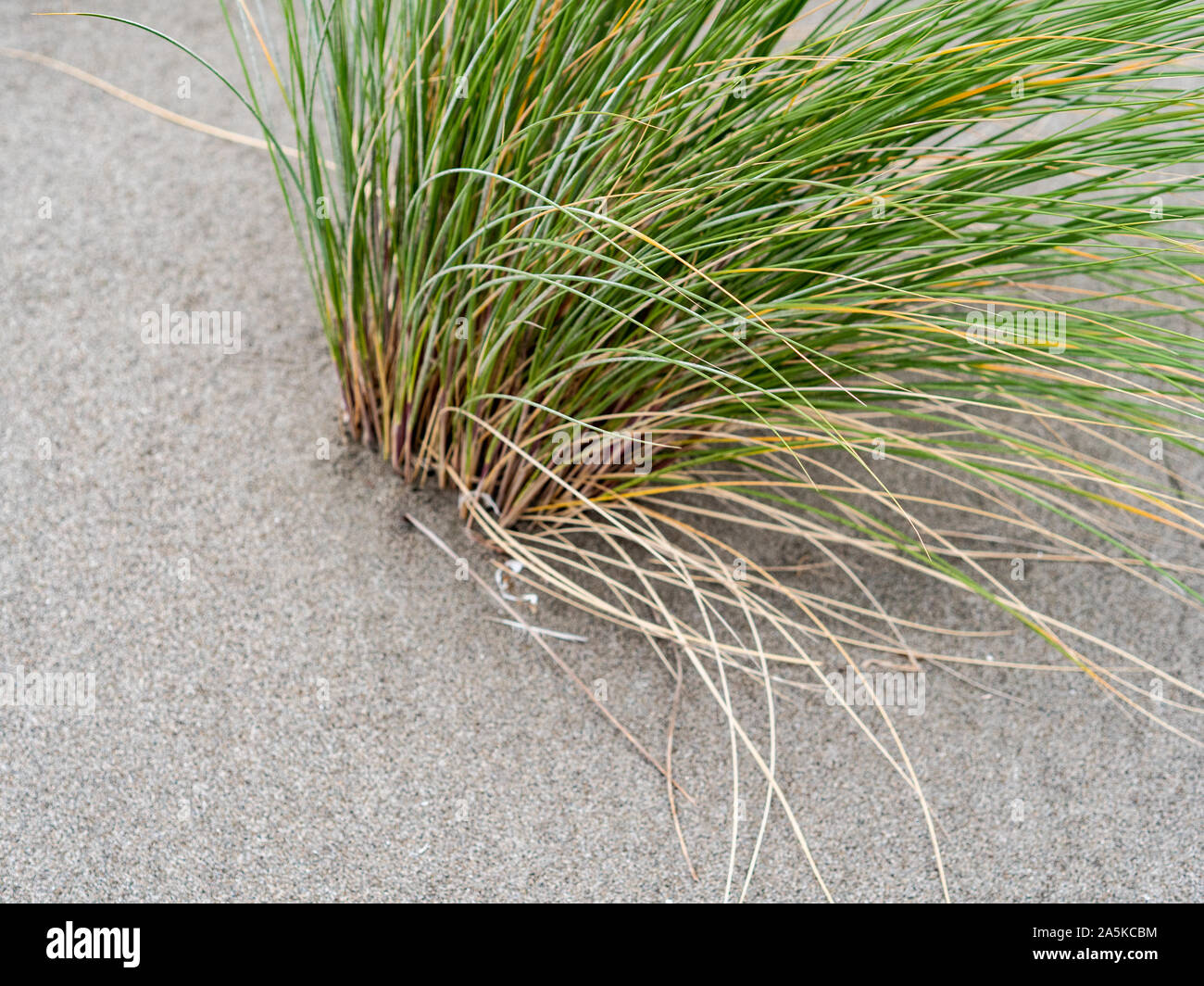 Detail of green sea grass growing in sand Stock Photo