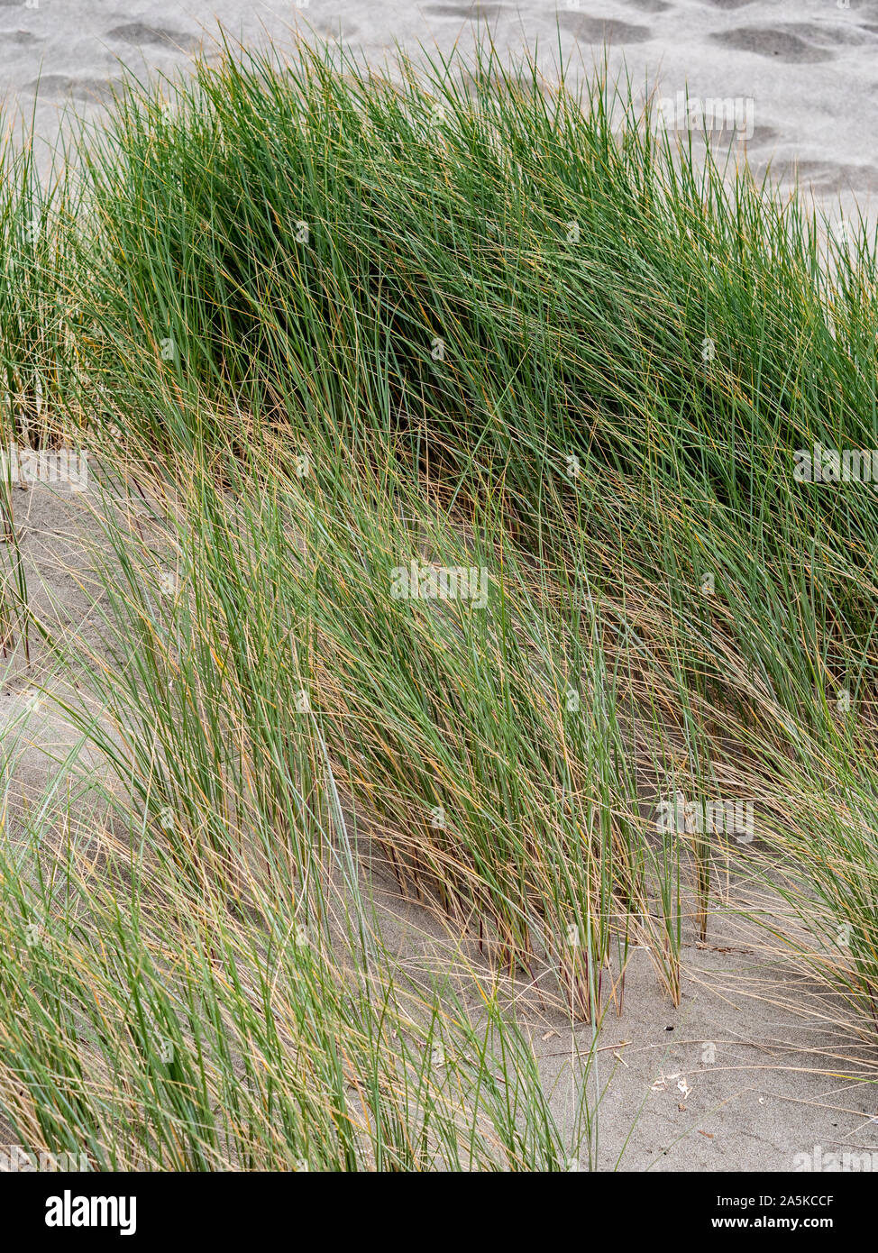 Green sea grass growing in sand on the coast Stock Photo
