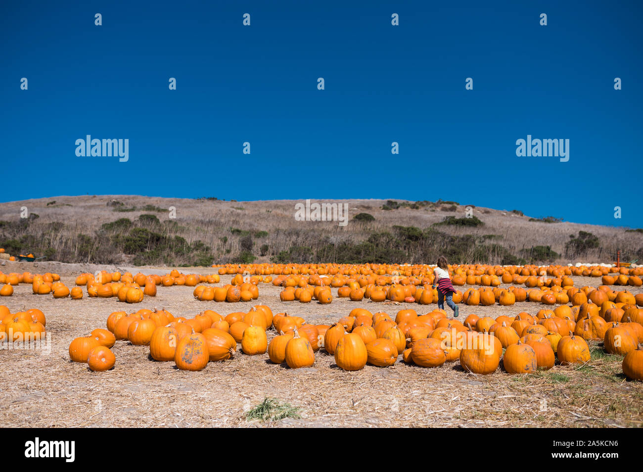 One child running through a pumpkin patch with a clear blue sky Stock Photo