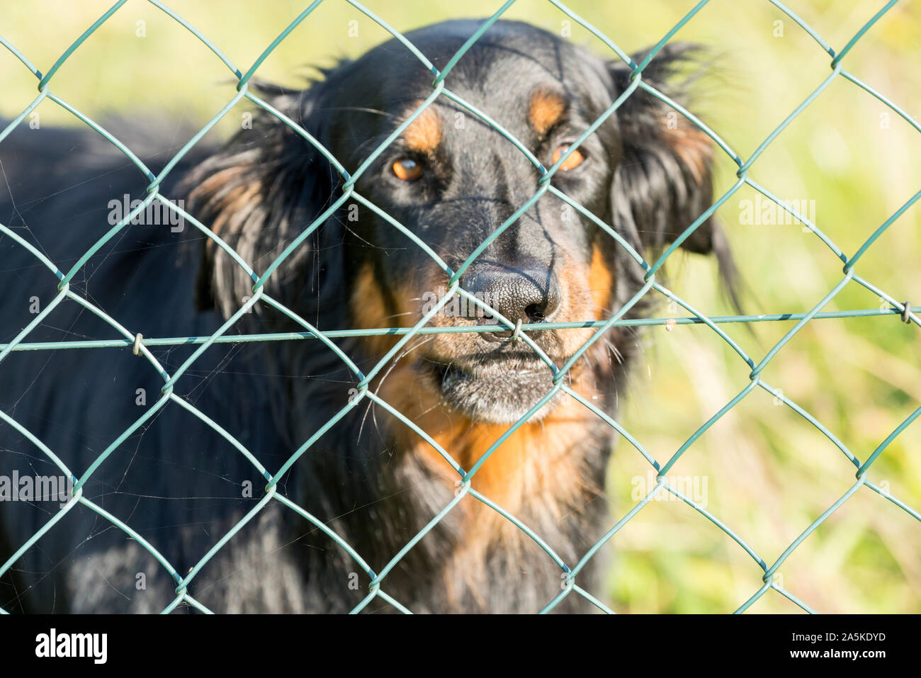 watch dog fence