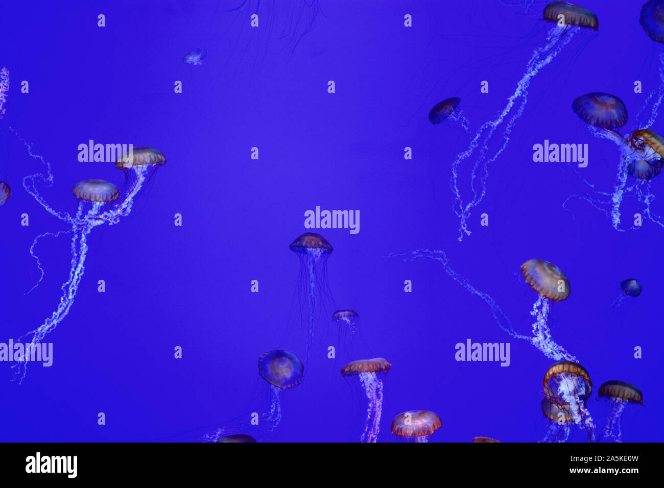 Box jellyfish hires stock photography and images Alamy