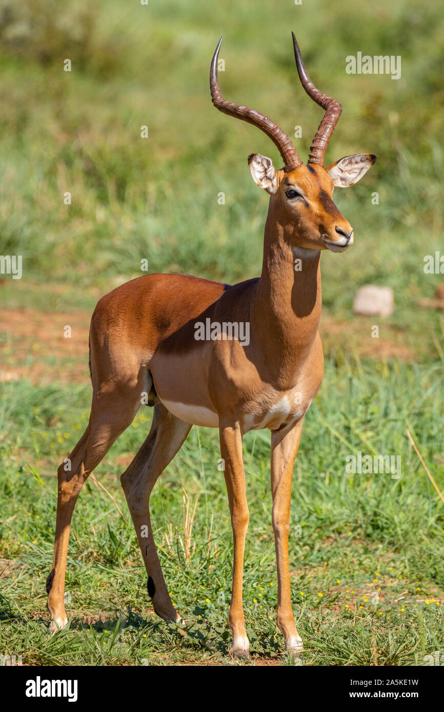 Impala ram adult hi-res stock photography and images - Alamy