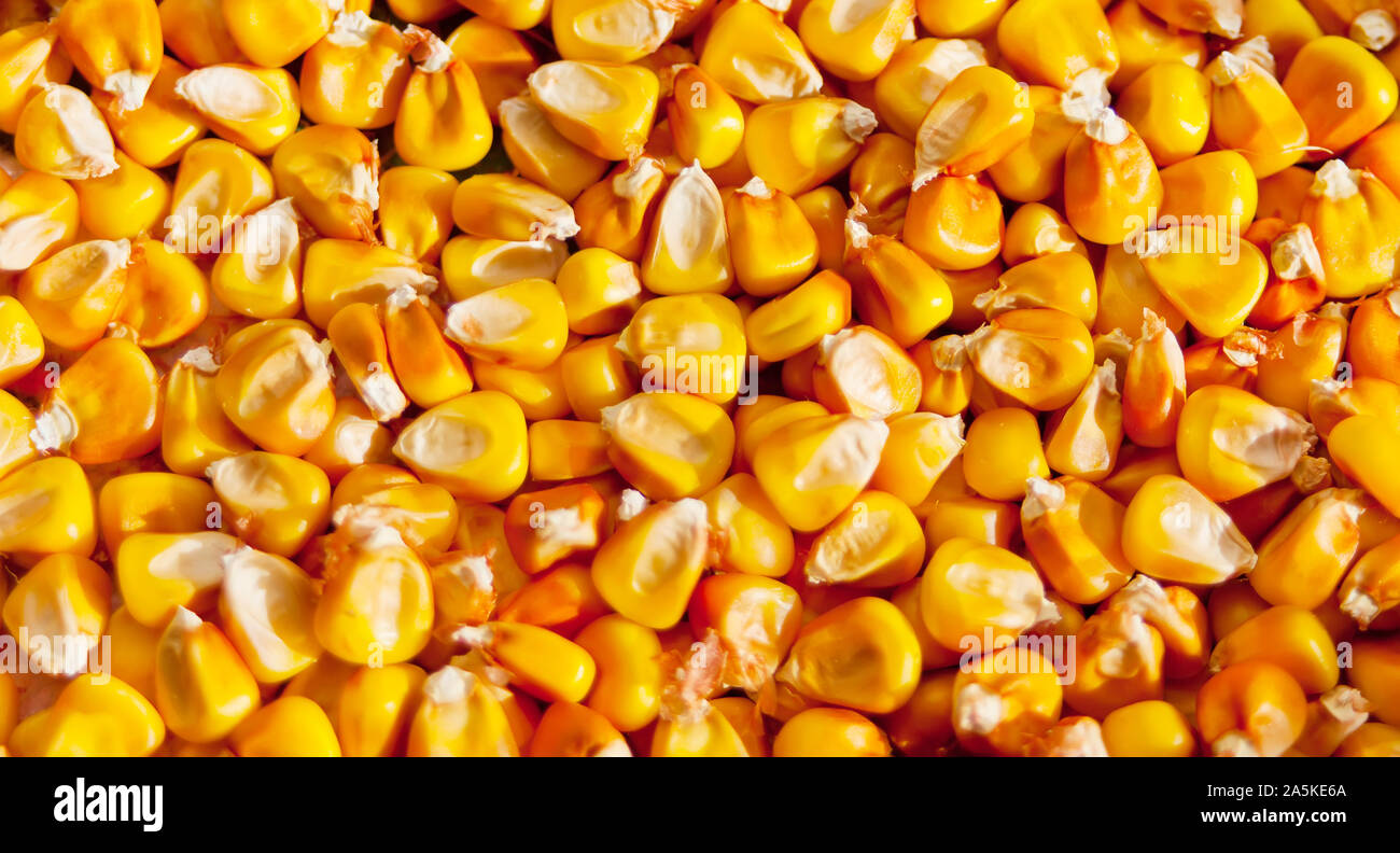 Close up of corn grains background texture. Stock Photo