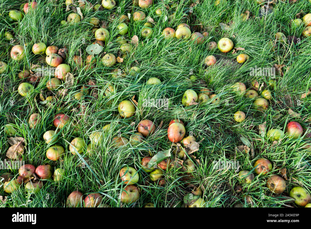 Fallen apples, Germany, Europe Stock Photo
