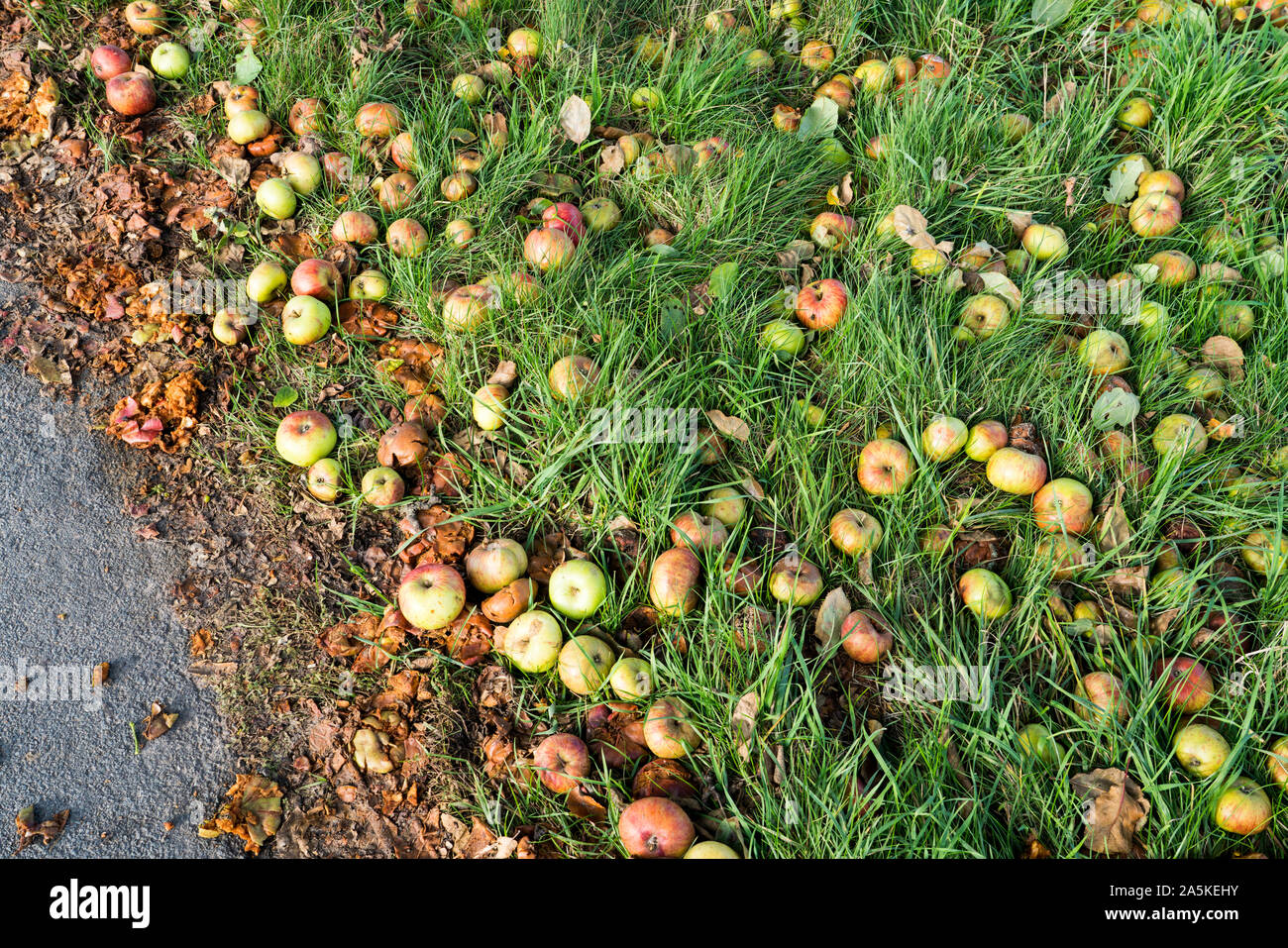 Fallen apples, Germany, Europe Stock Photo