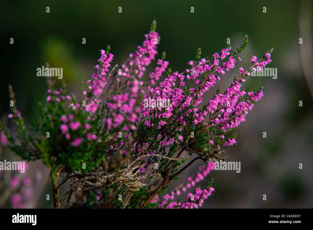 Heide flowers close up Stock Photo - Alamy