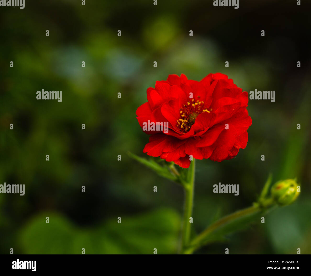 Close up blooming geum flower hi-res stock photography and images - Alamy