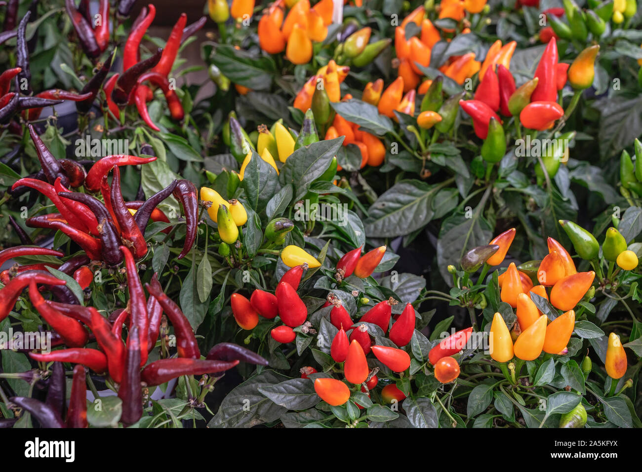 Ornamental capsicum Annuum Peppers of different varieties and colors in autumn, outdoor, in the