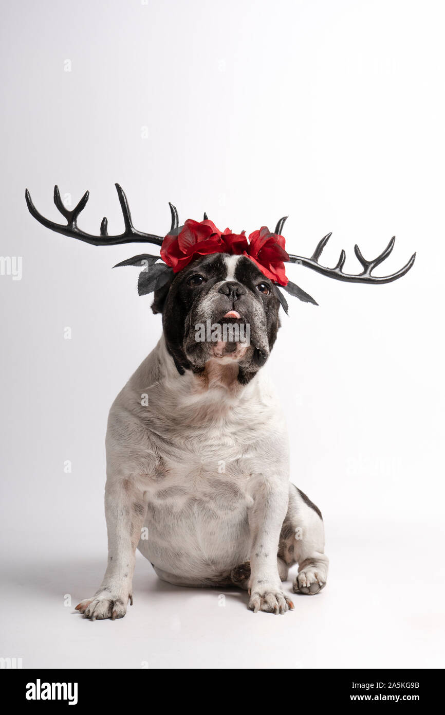 Portrait french bulldog with halloween deer antlers looking at camera with half tongue out on white background Stock Photo