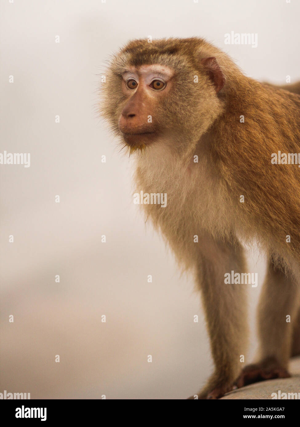 Monkeys in thailand hi-res stock photography and images - Alamy
