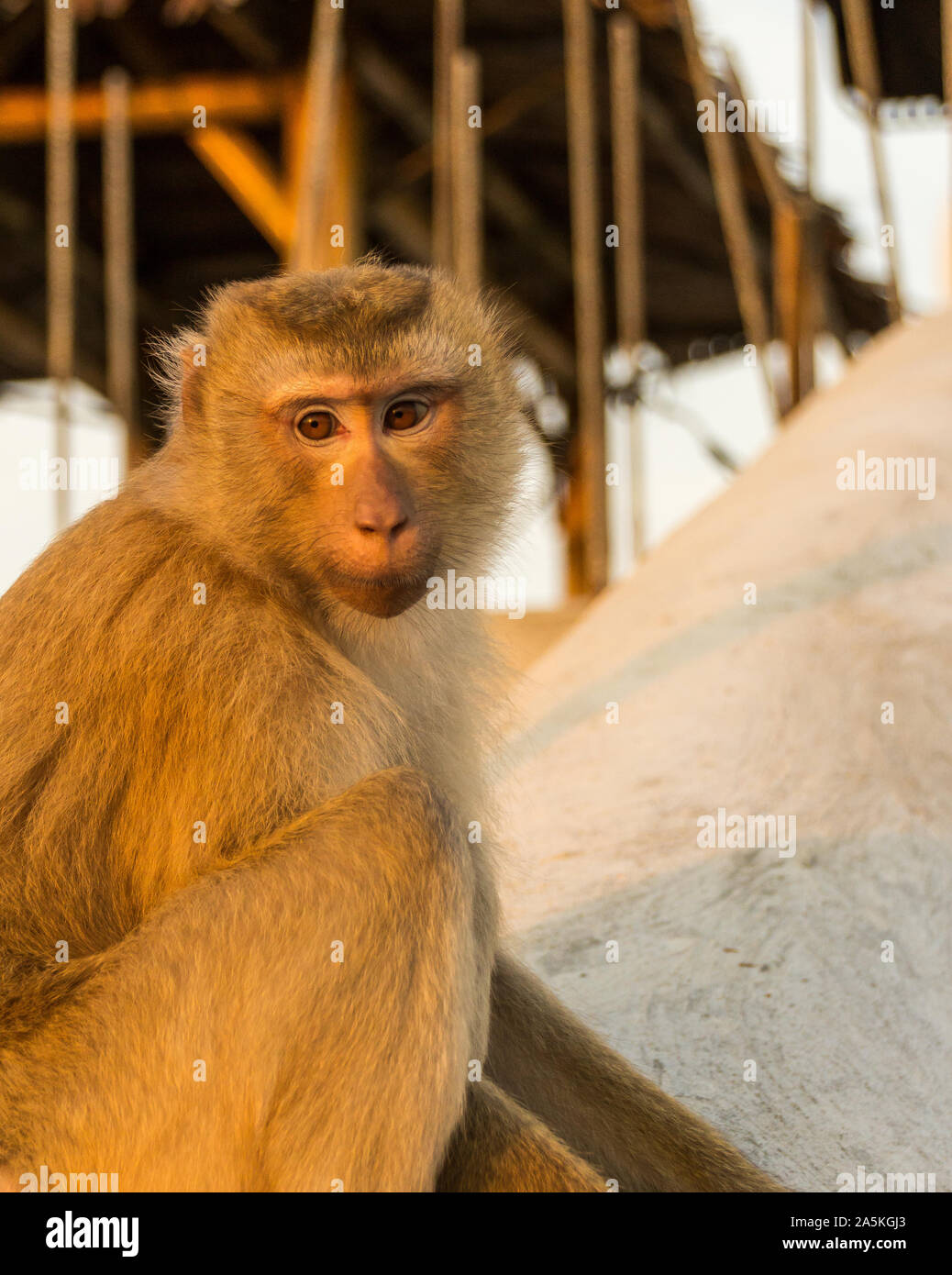 Monkeys in Thailand Stock Photo Alamy