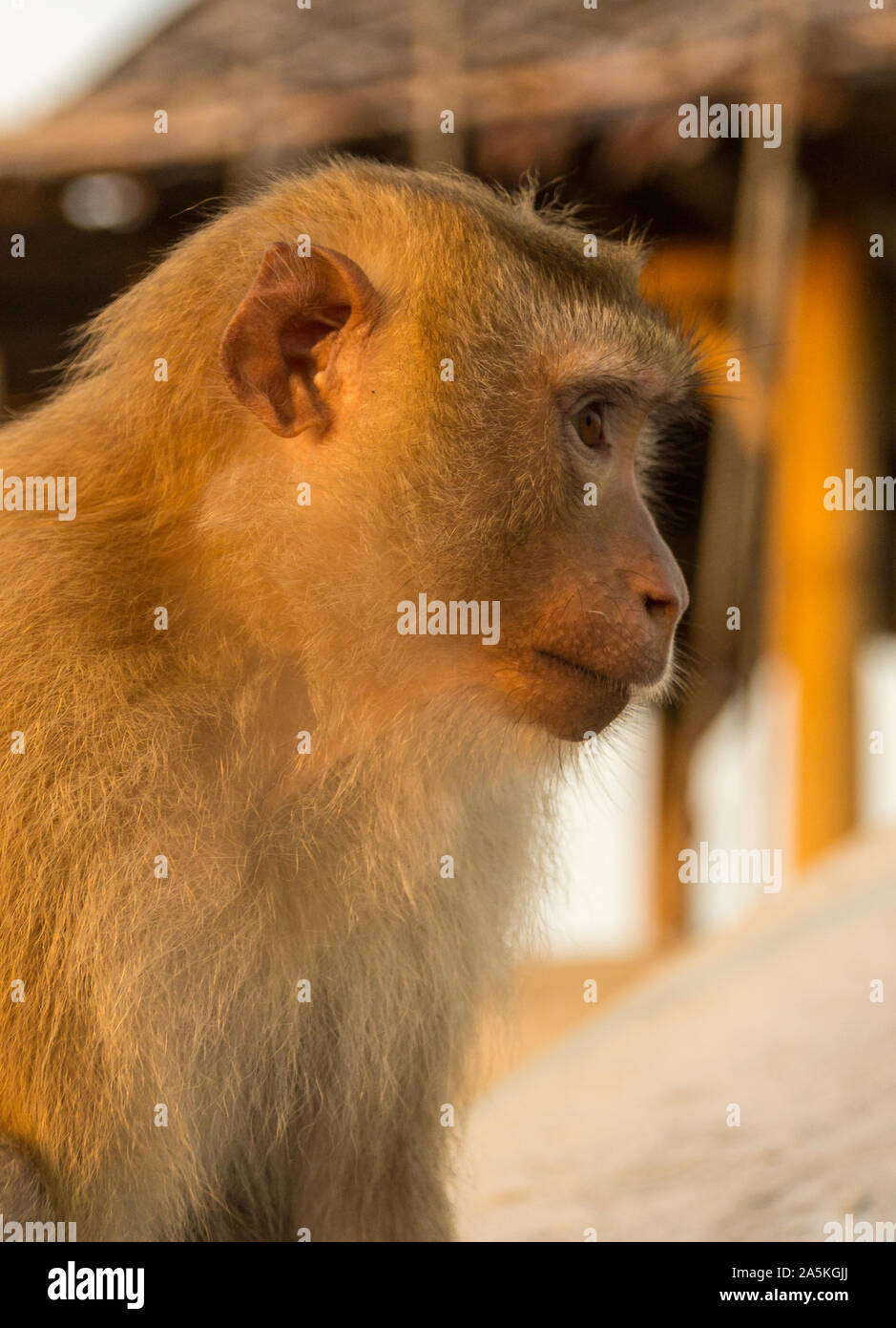 Monkeys in Thailand Stock Photo Alamy