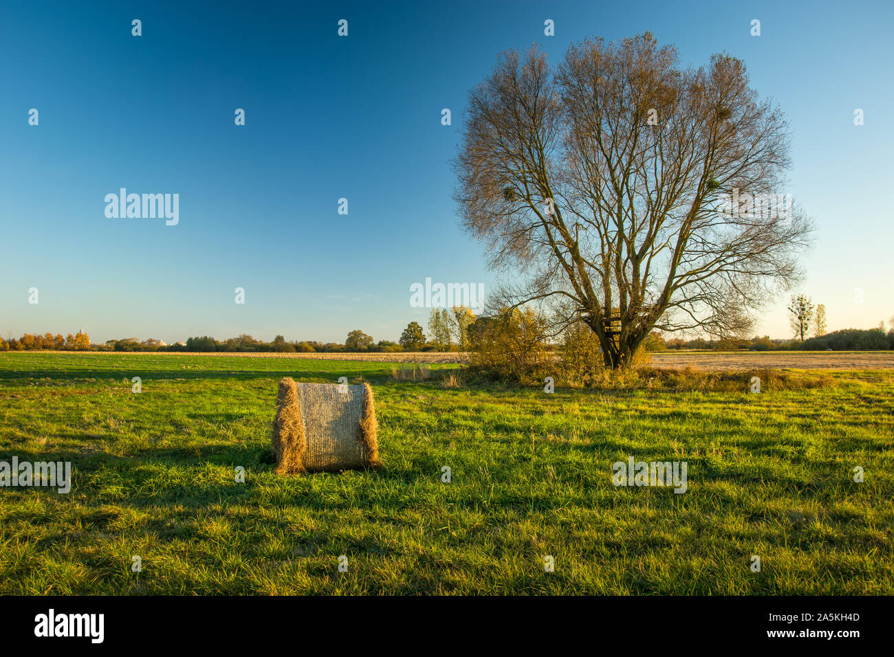Hay bale on a green meadow, large tree without leaves and blue sky Stock Photo