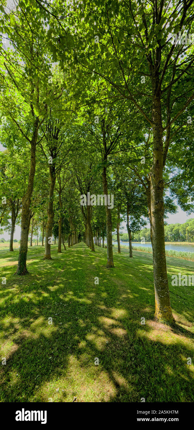 Two rows of deciduous trees with dappled shade Stock Photo