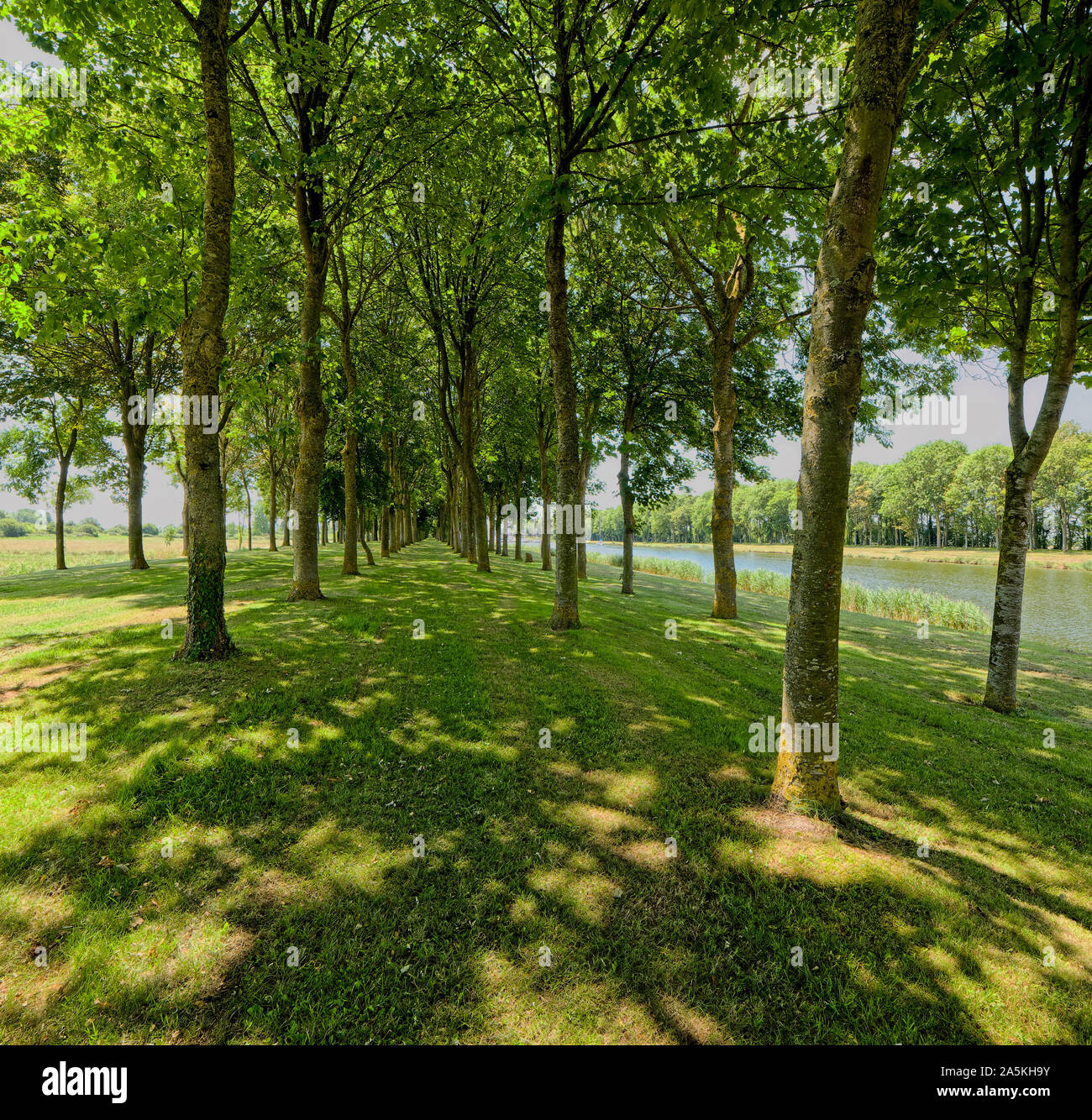 Two rows of deciduous trees with dappled shade Stock Photo Alamy