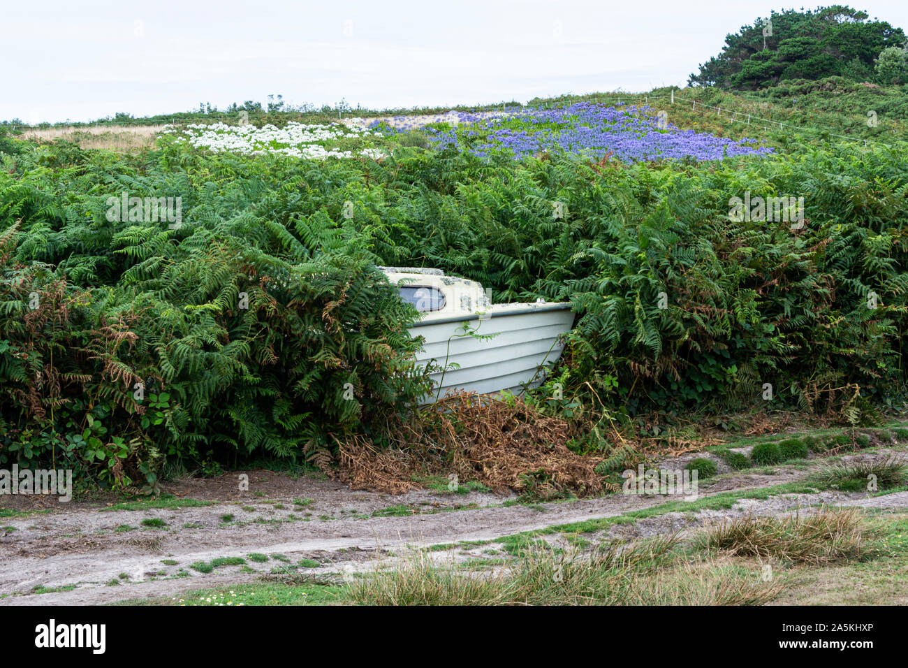 An old boat in undergrowth by a path running along by Porth Hellick, St Mary's, Isles of Scilly Stock Photo