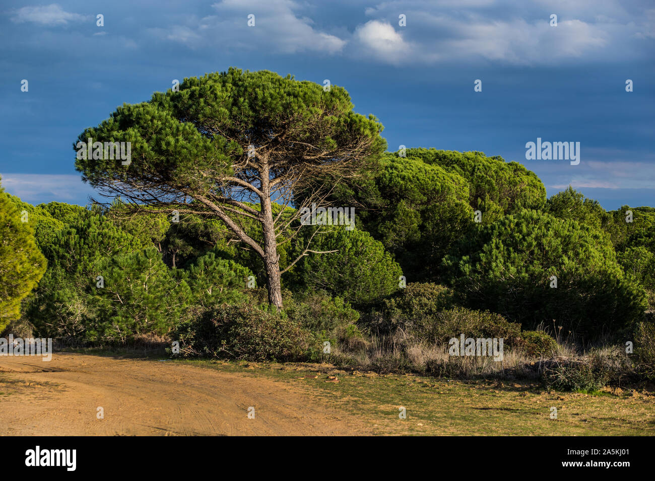 Economy Wood Stock Photos Economy Wood Stock Images Alamy