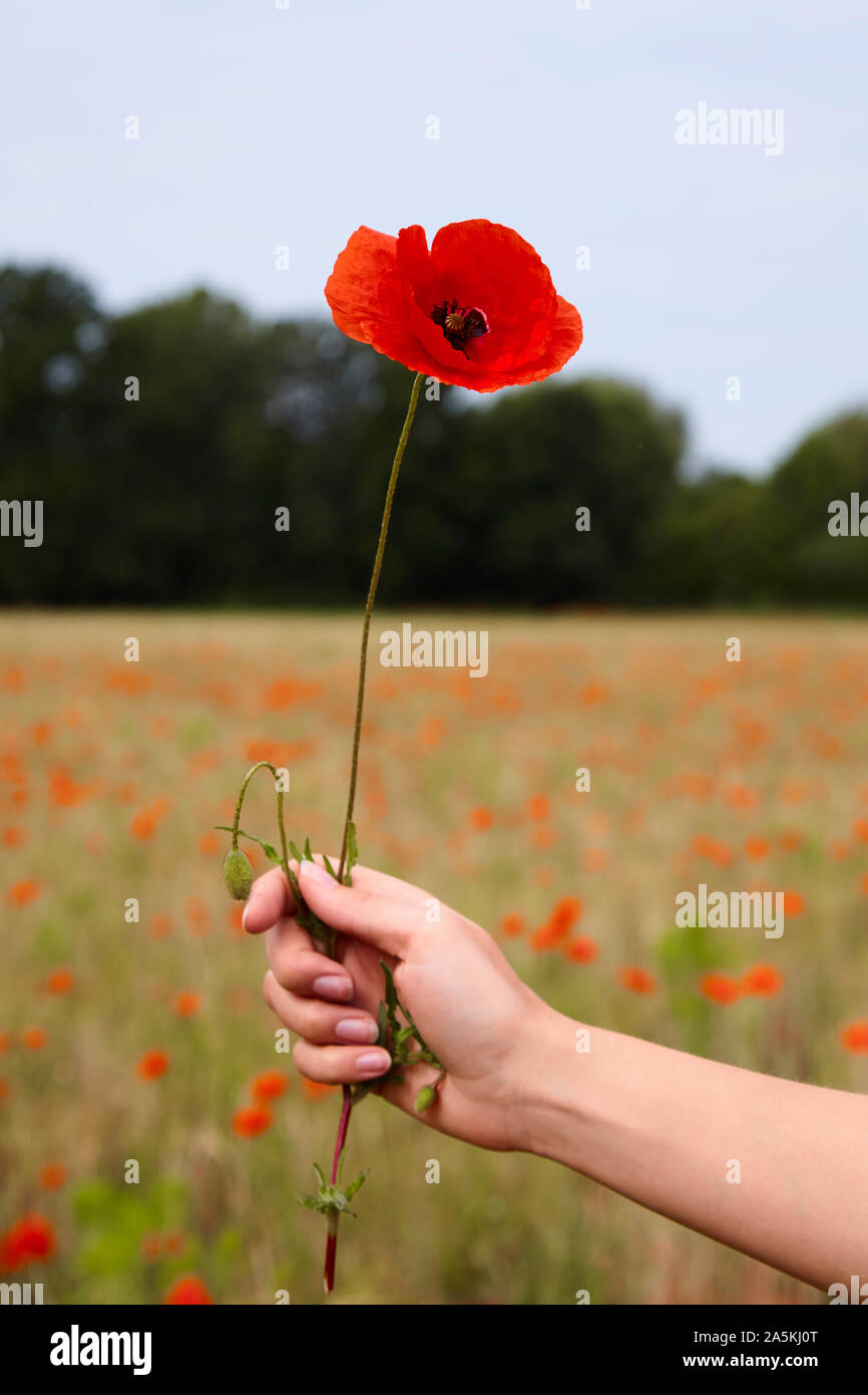 Young woman holding poppy in field of poppies, close up of hand Stock Photo