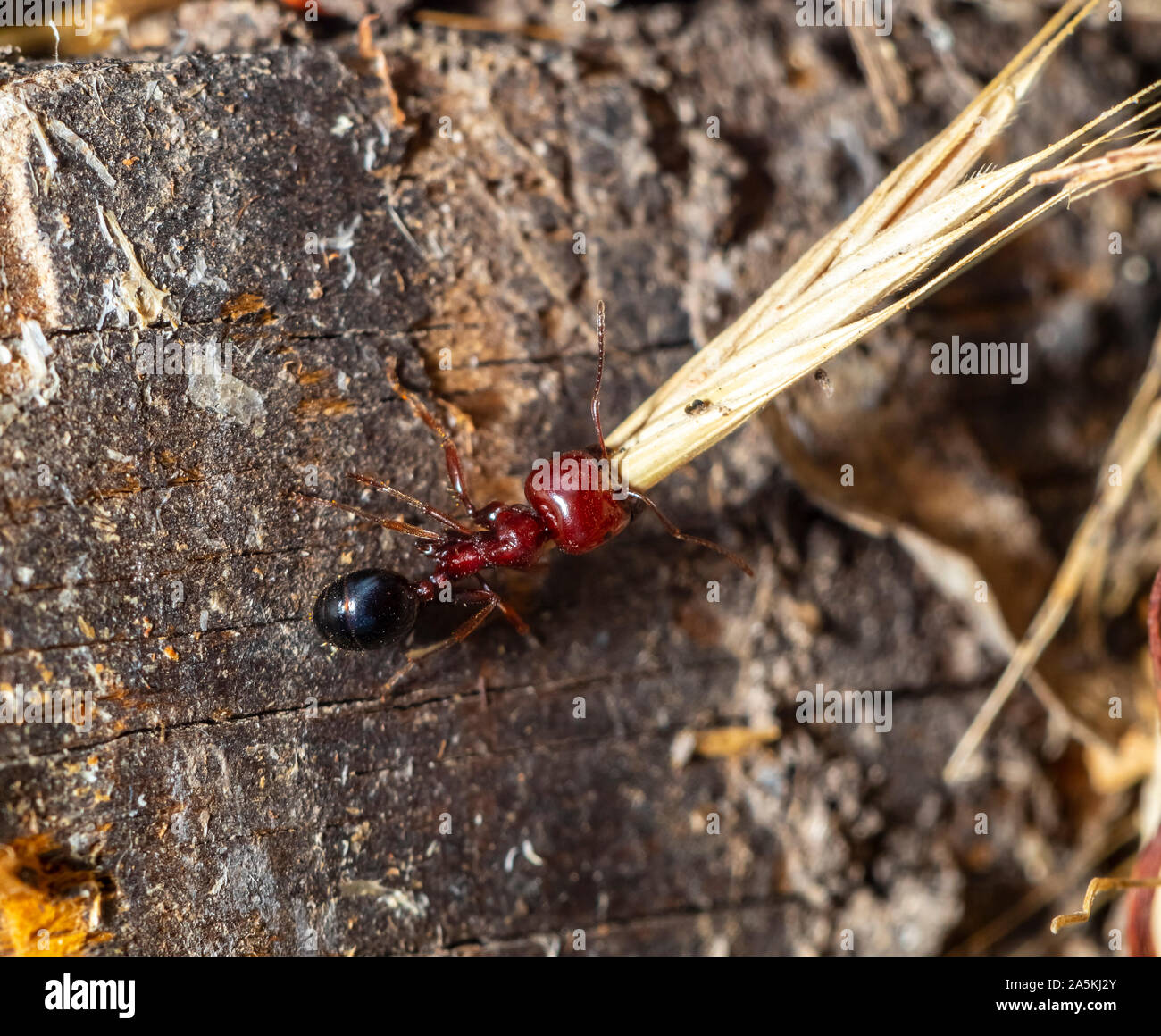 red ants preparing for the coming winter (photo taken in a nature ...