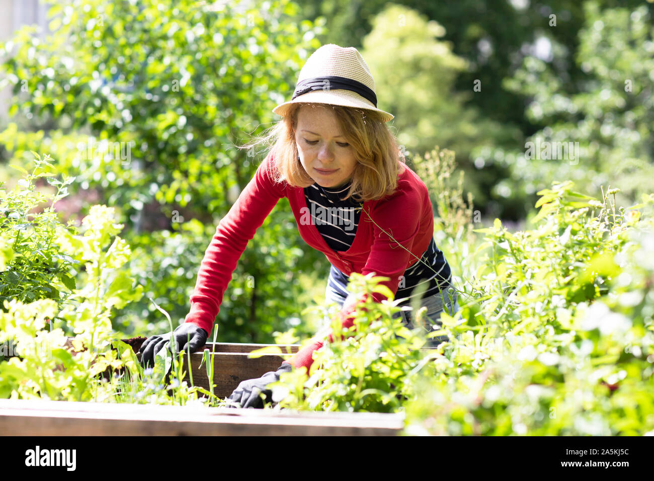 Mid adult woman checking plants in raised beds in her garden Stock Photo