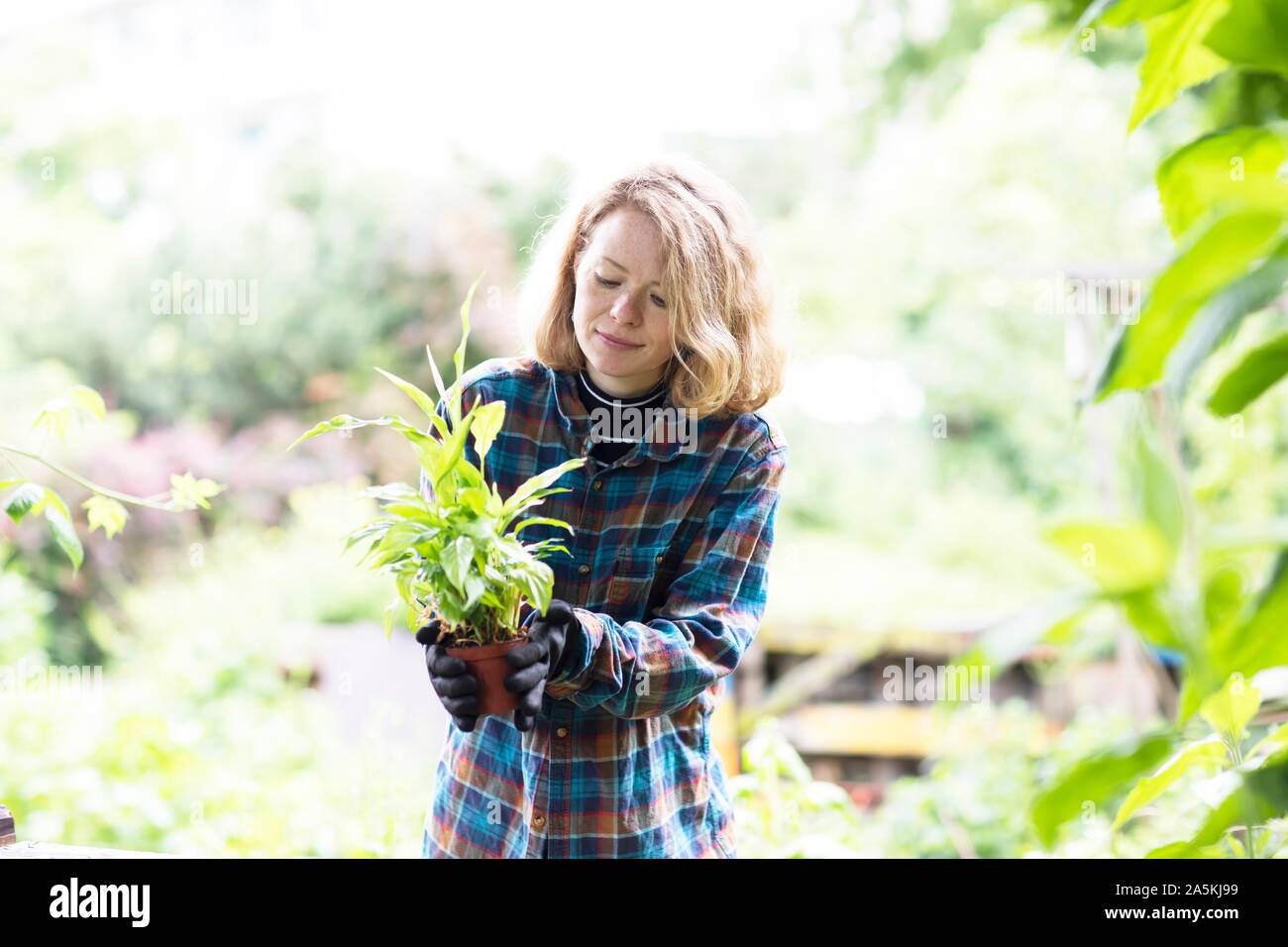Mid adult woman preparing potted plant for her garden, brightly lit Stock Photo