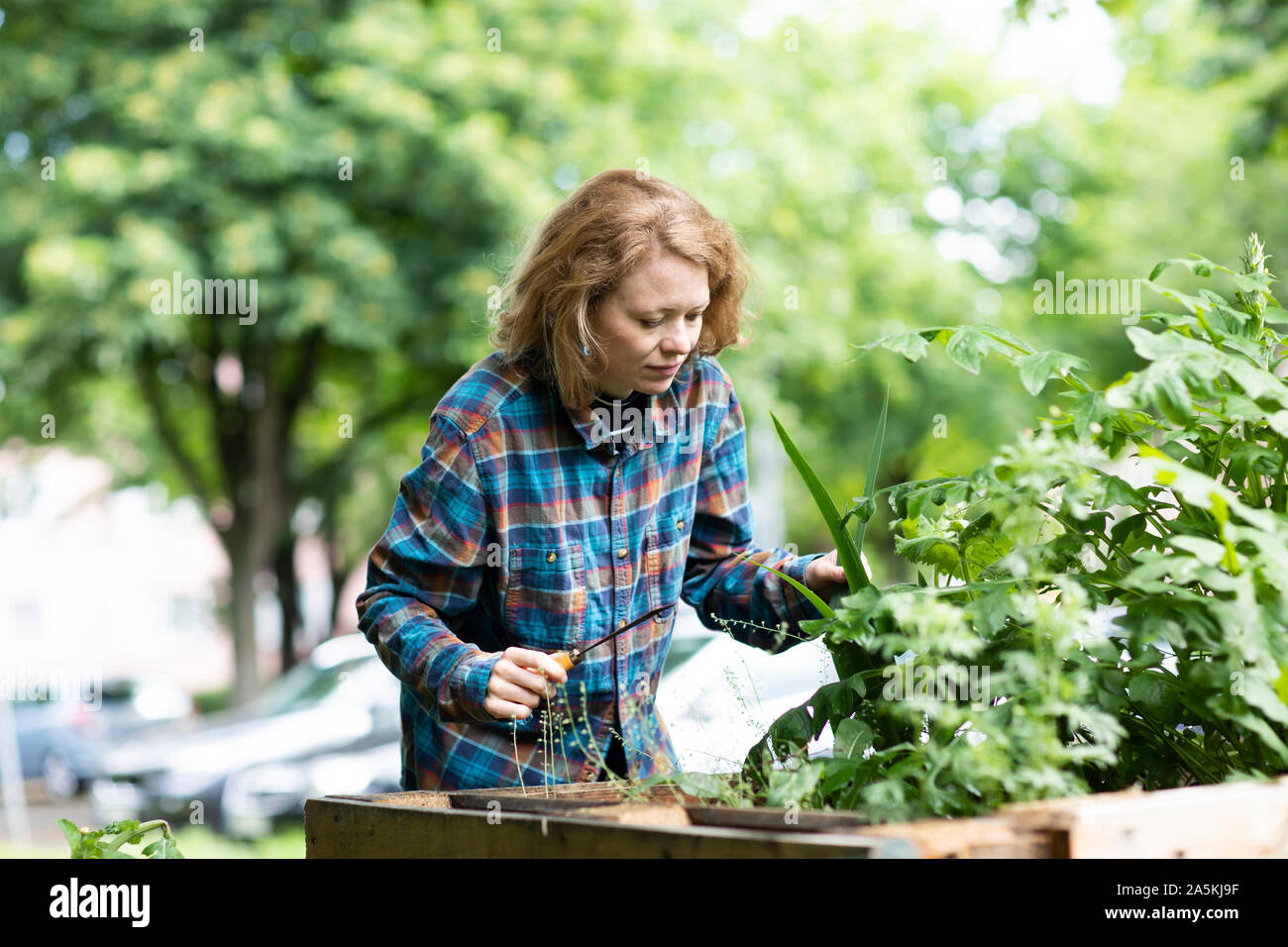 Mid adult woman tending plant in her garden Stock Photo
