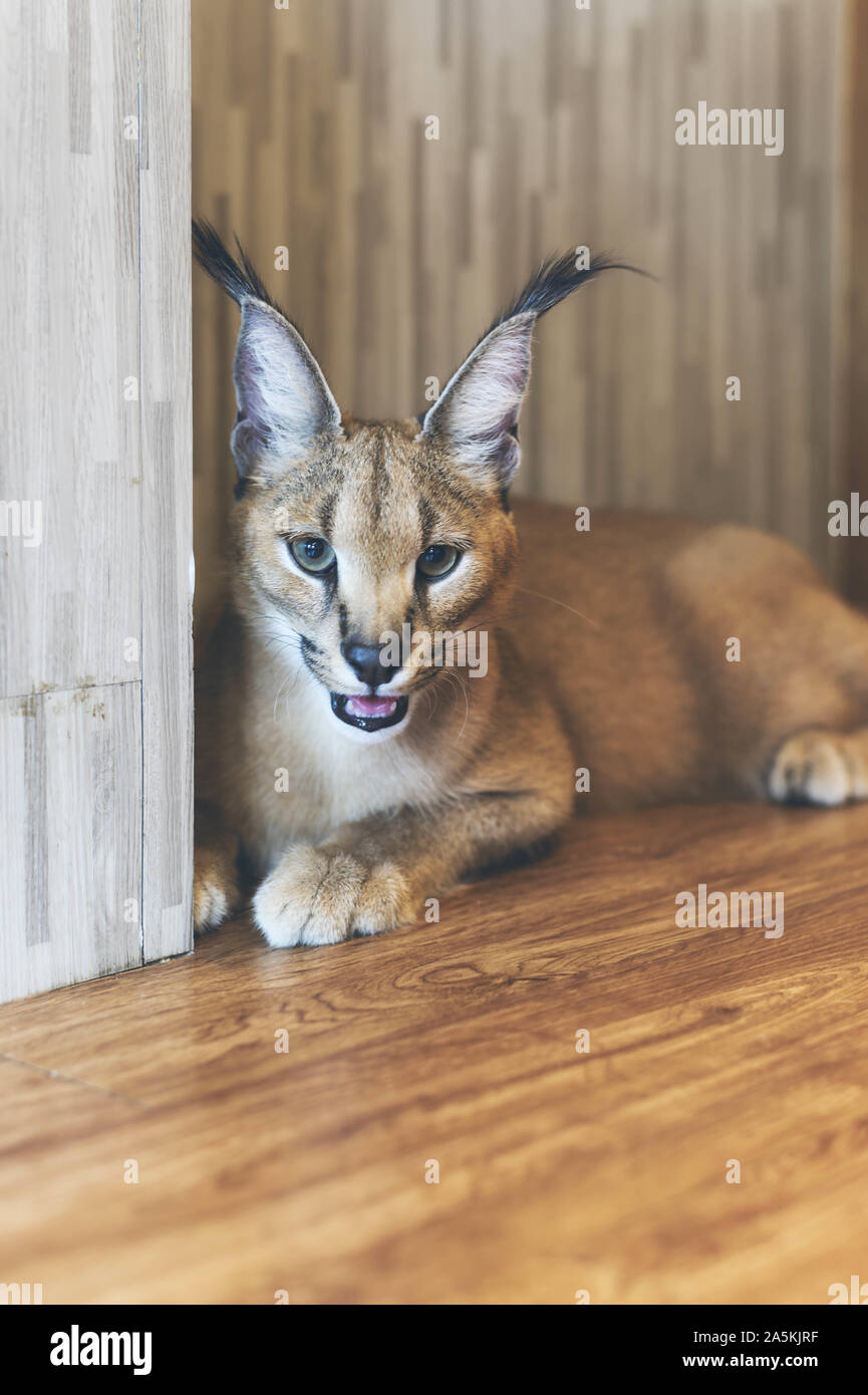 South african cheap lynx