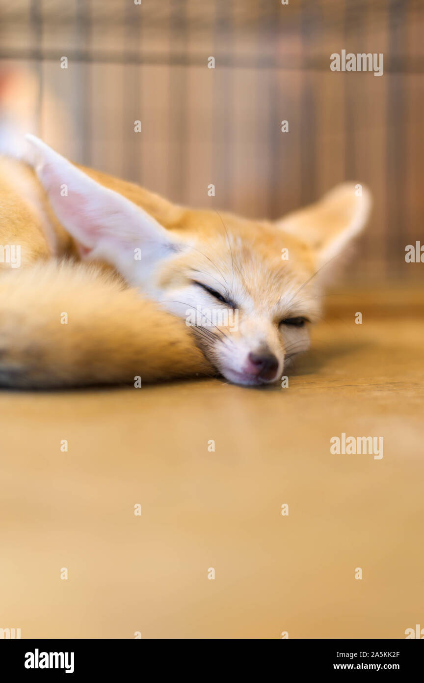 lovely cute Fennec fox sleepping Stock Photo - Alamy