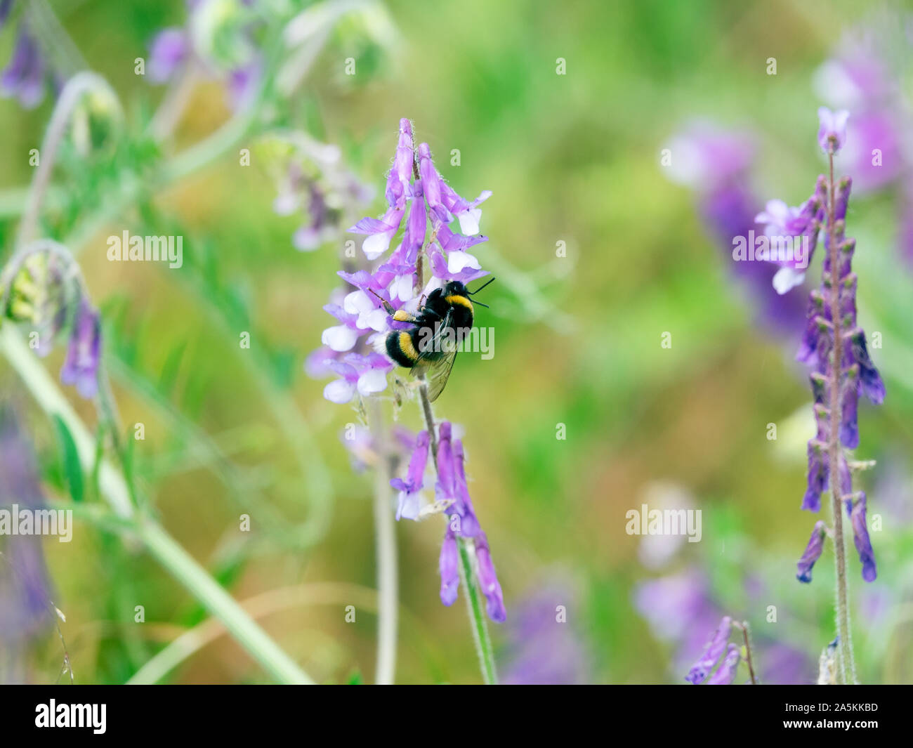 Vetch (Vicia sp., Vнcia cracca) and bumblebee in meadow on the edge of the forest, mountain meadows, climbing plants . The valley of the river Pshish, Stock Photo