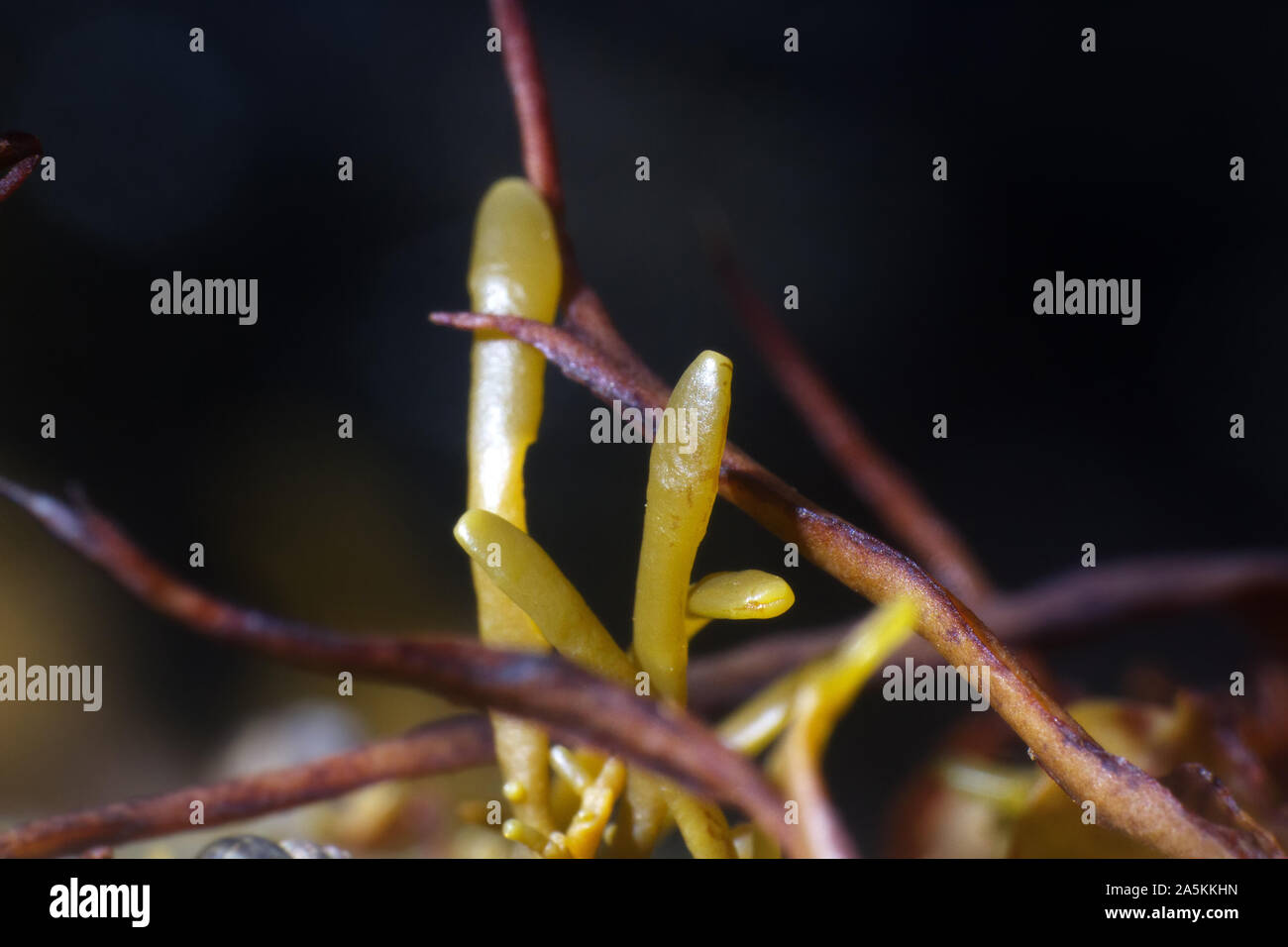Brown algae, Bady wrack (fucus). macro of algal body (blade. thallus, dry  twig). Invisible to the eye world of marine plants and animals Stock Photo  - Alamy