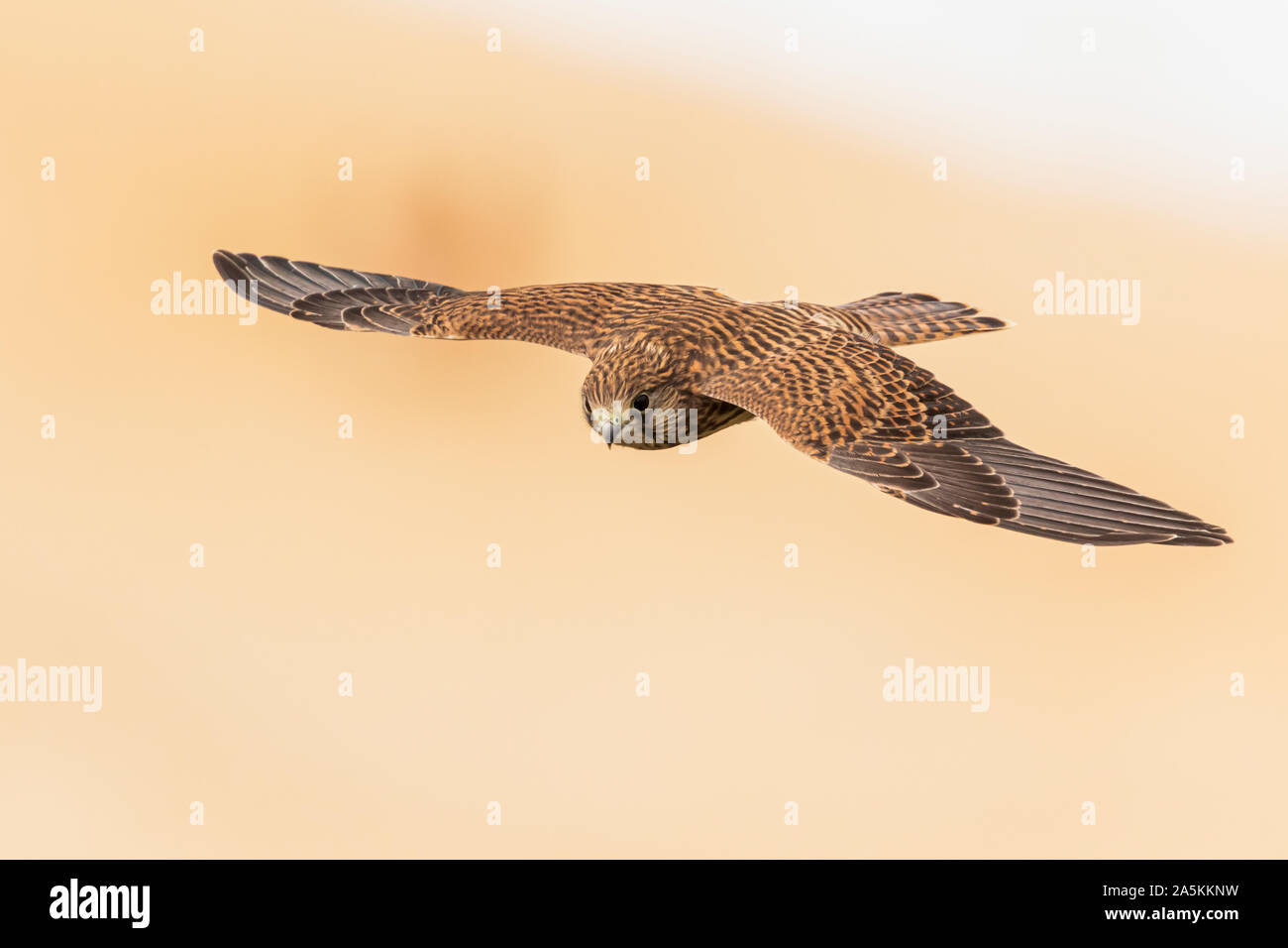 Common kestrel (Falco tinnunculus) in flight Stock Photo