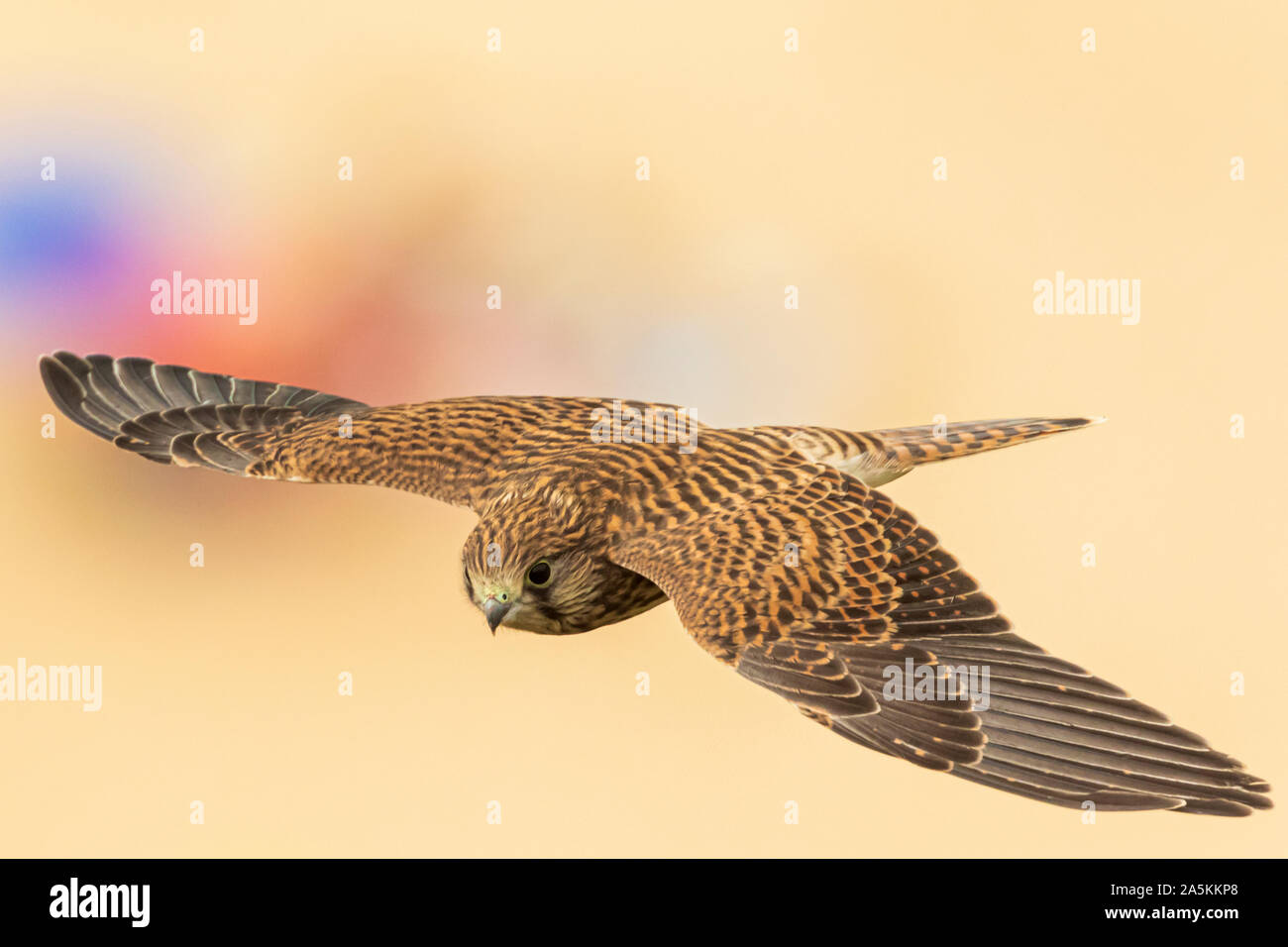 Common kestrel (Falco tinnunculus) in flight over the beach Stock Photo