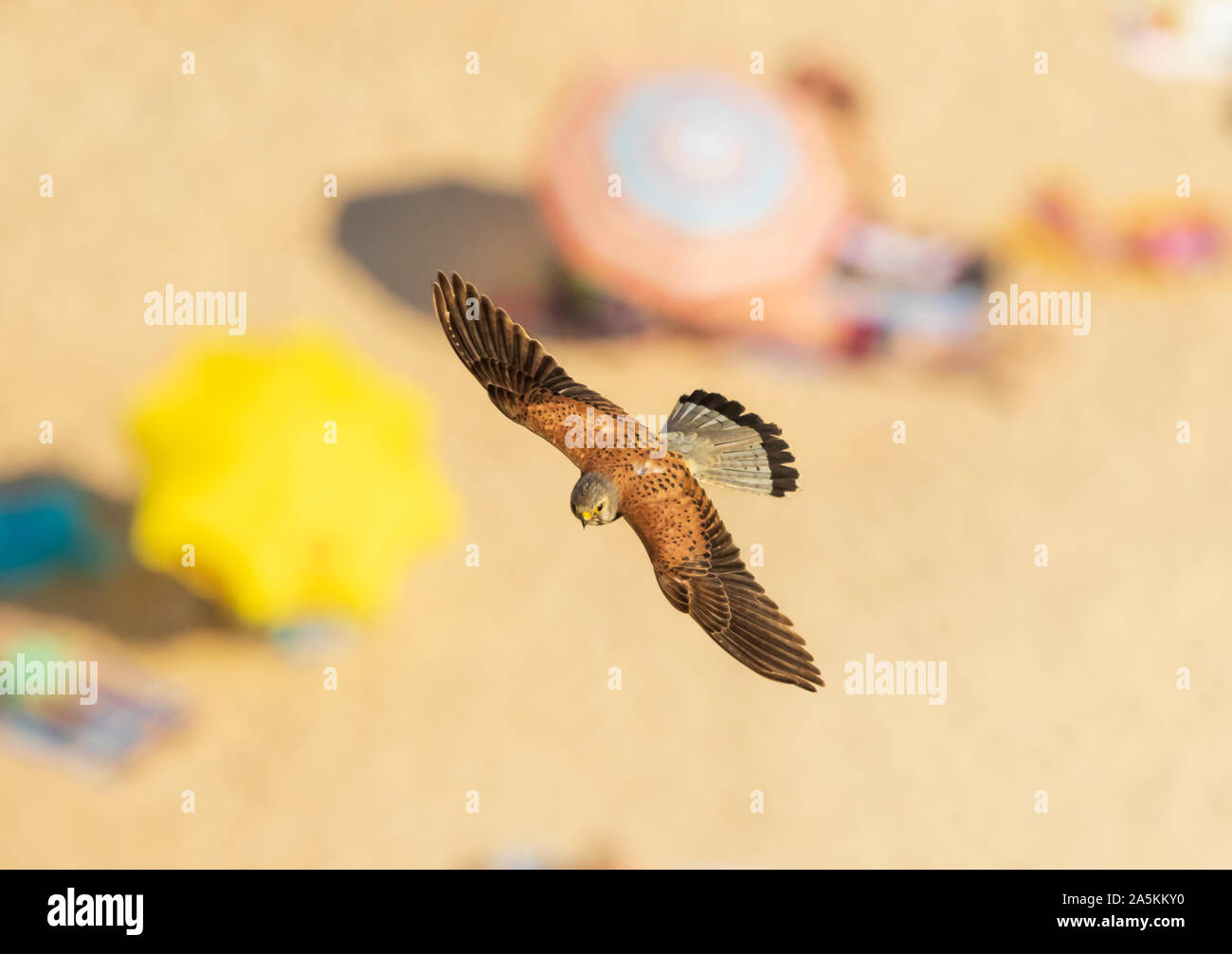 Common kestrel (Falco tinnunculus) in flight over the beach Stock Photo