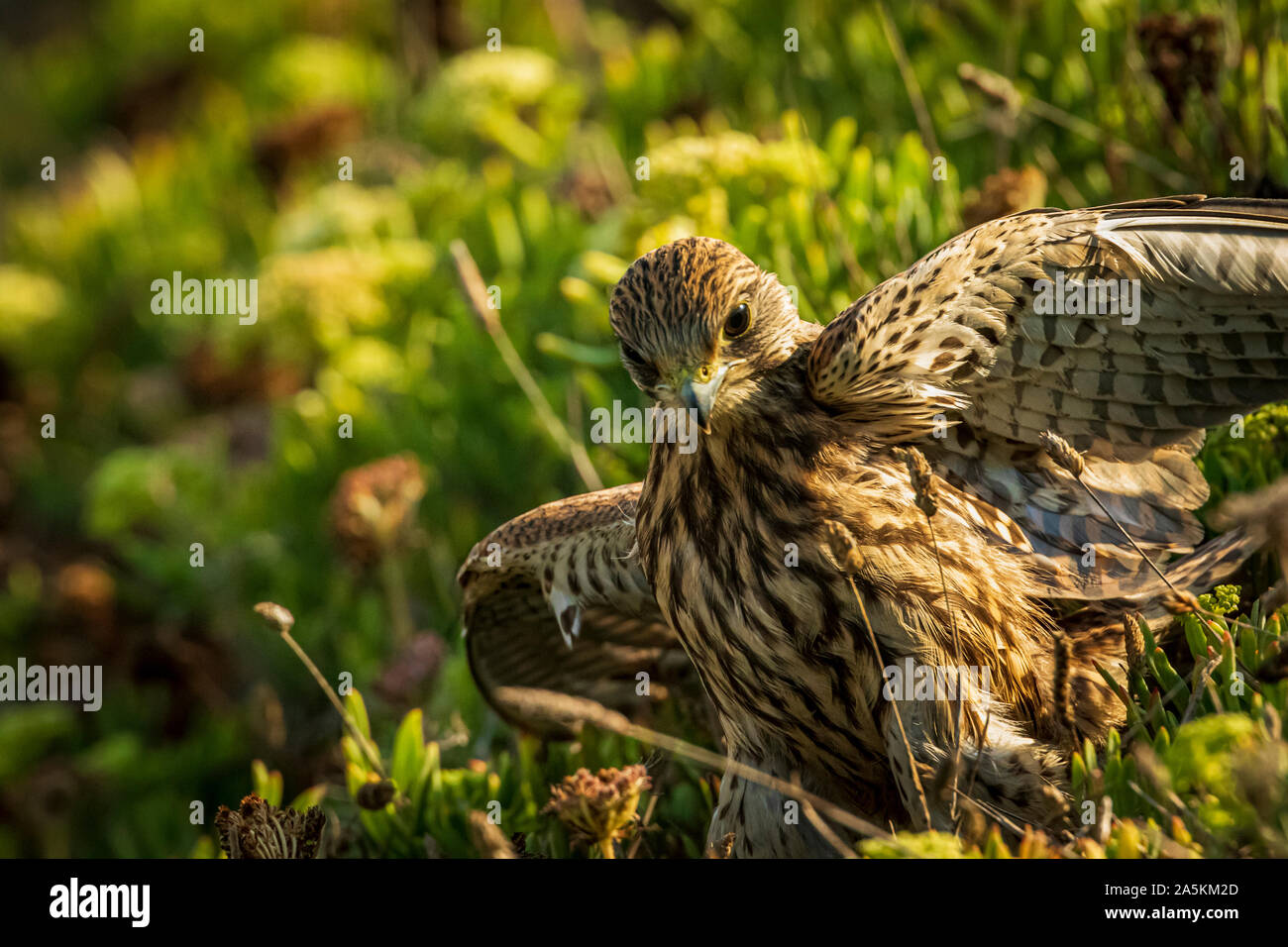 Common kestrel (Falco tinnunculus) Stock Photo