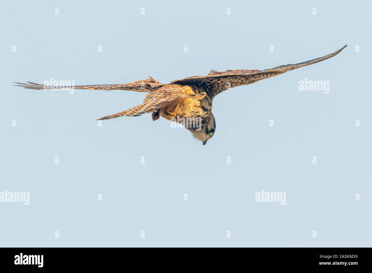 Common kestrel (Falco tinnunculus) in flight hovering Stock Photo