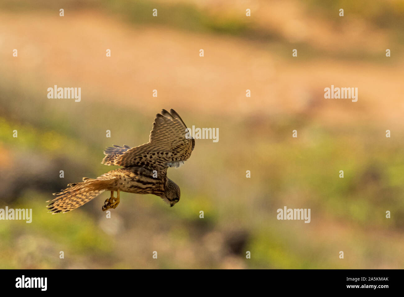 Common kestrel (Falco tinnunculus) in flight hovering Stock Photo