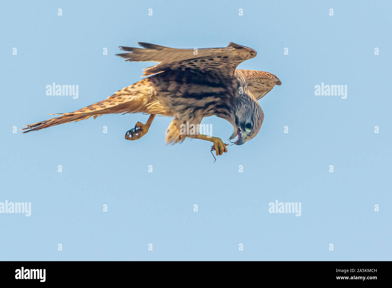 Common kestrel (Falco tinnunculus) eating in flight Stock Photo