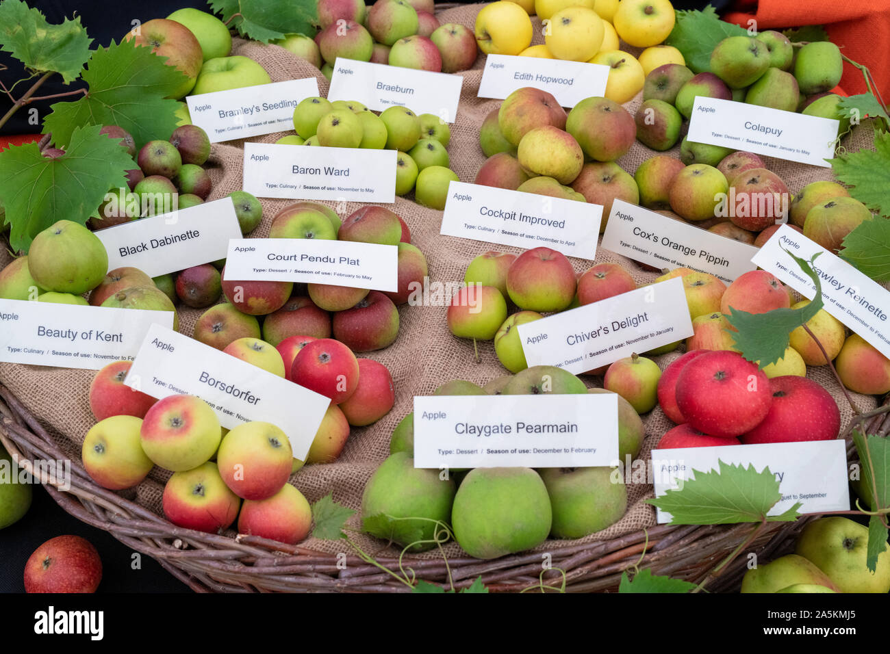 Autumn apple variety display at an Autumn show. England Stock Photo