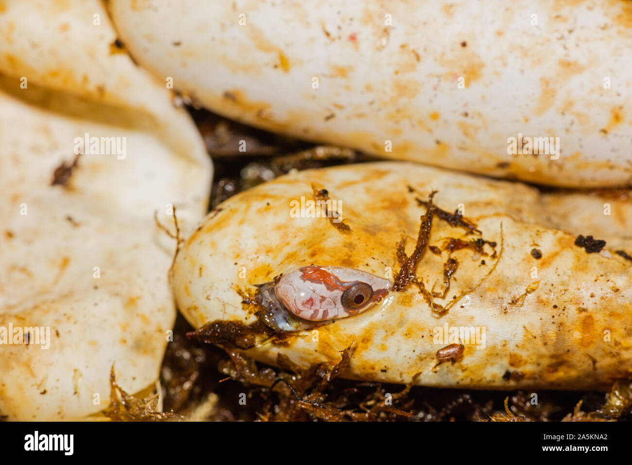 Young corn snake pantherophis guttatus hires stock photography and