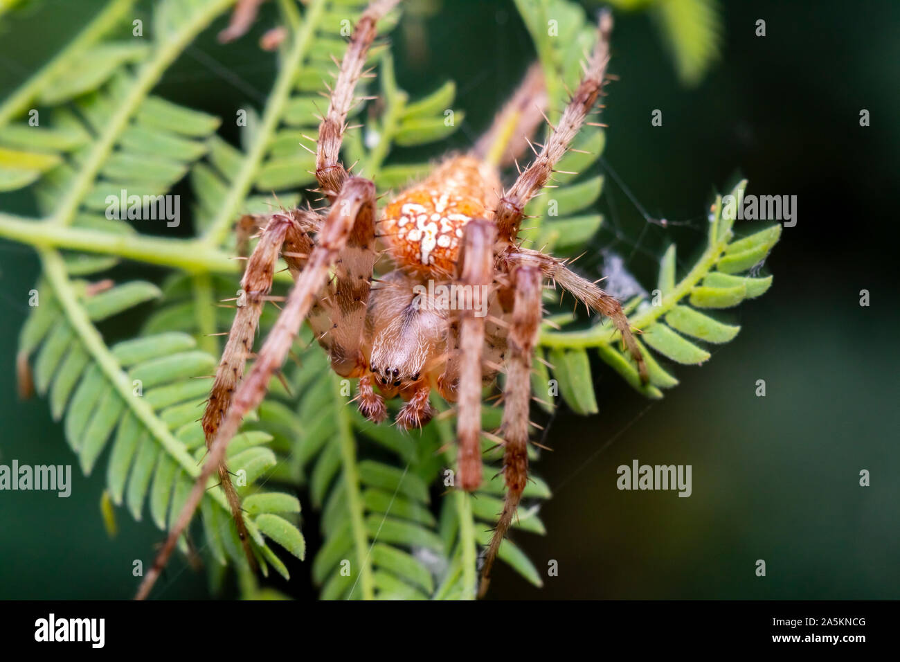 macro photo of of a beautiful spider(photo was taken in a nature reserve in northern Israel Stock Photo