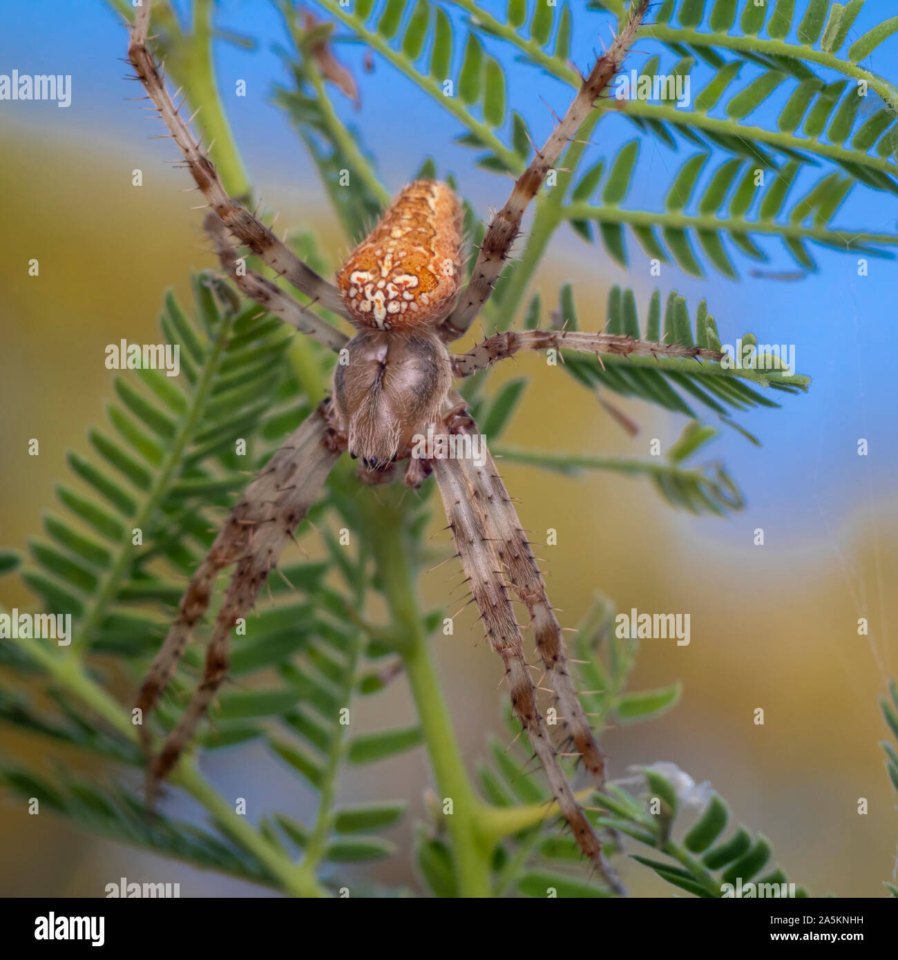 macro photo of of a beautiful spider(photo was taken in a nature reserve in northern Israel Stock Photo