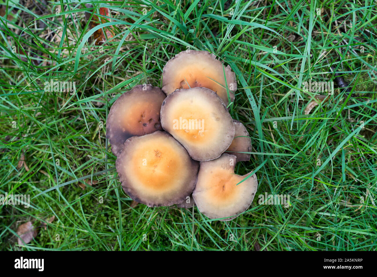 Hypholoma capnoides, Germany, Europe Stock Photo