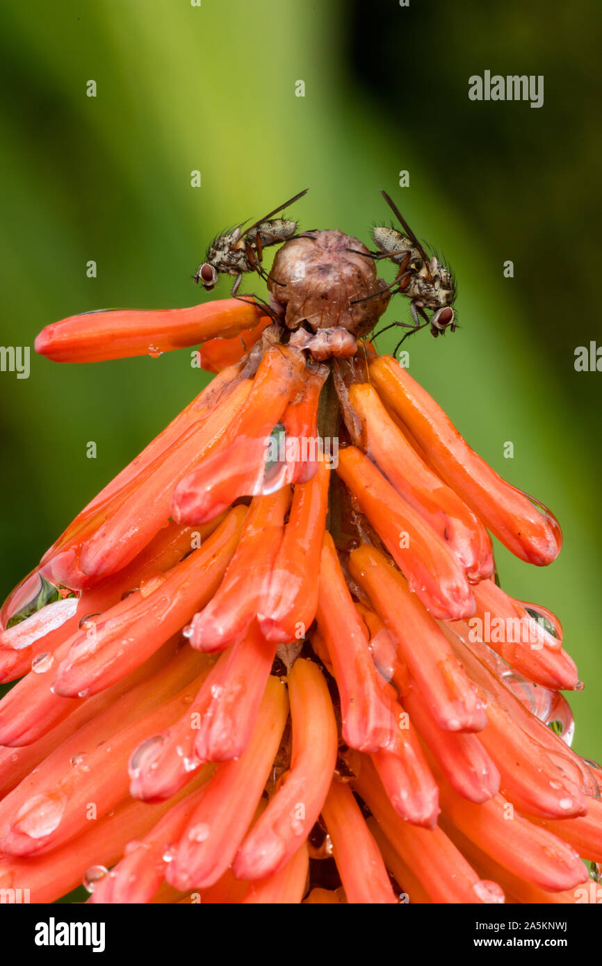 Root Maggot Fly - Anthomyia spp., probably Anthomyia procellaris, on red hot poker, Kniphofia spp., native to South Africa, Northern Ireland Stock Photo