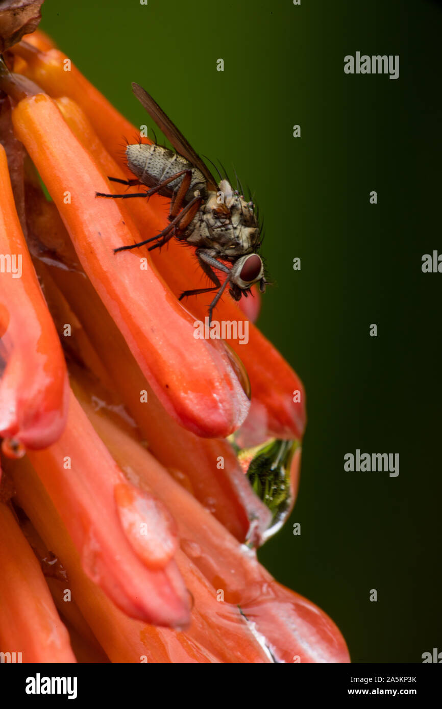Root Maggot Fly - Anthomyia spp., probably Anthomyia procellaris, (on red hot poker, Kniphofia spp., native to South Africa), Northern Ireland Stock Photo