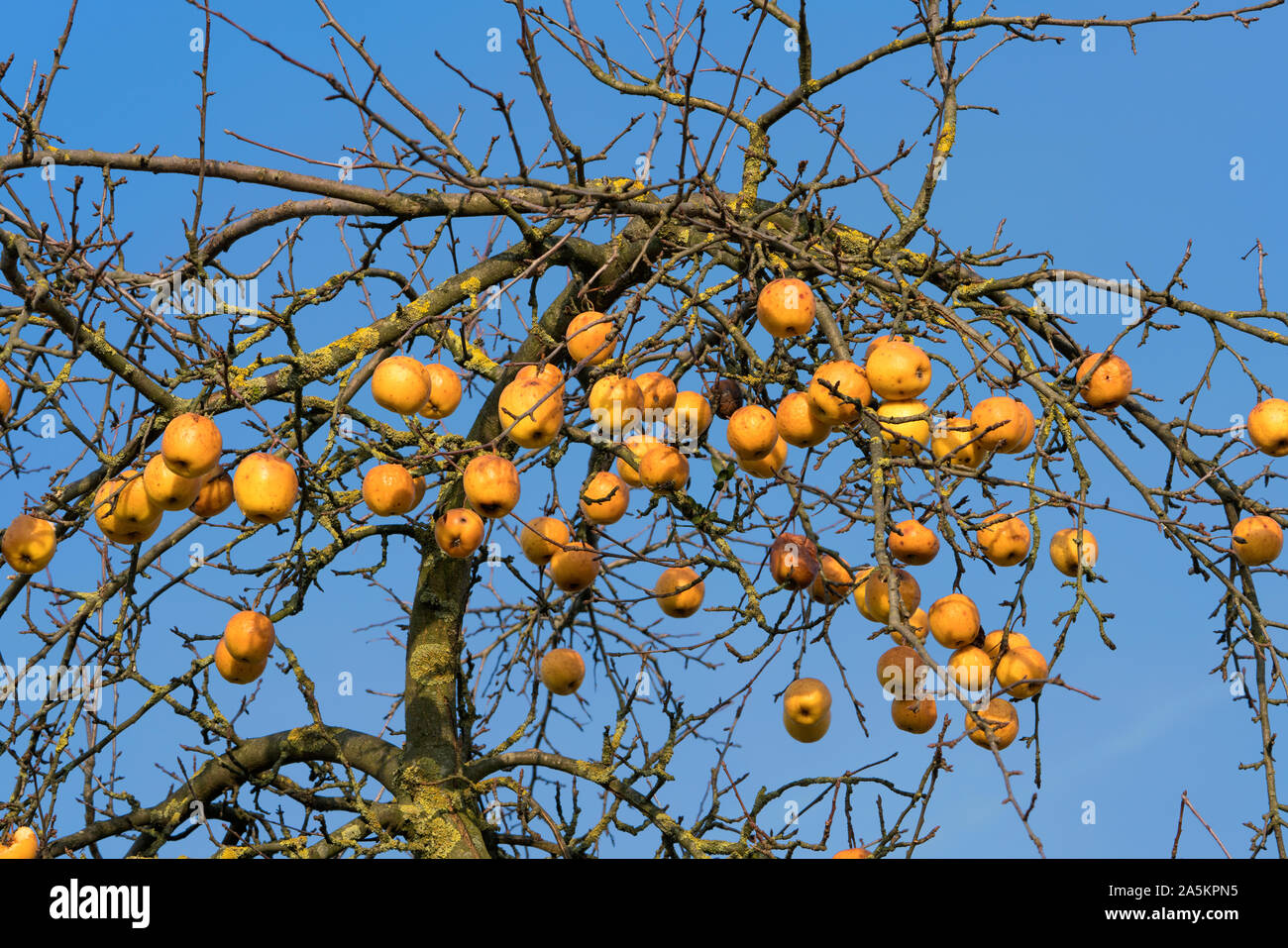 Apples in January, Oberweser, Weser Uplands, Weserbergland, Hesse, Germany Stock Photo