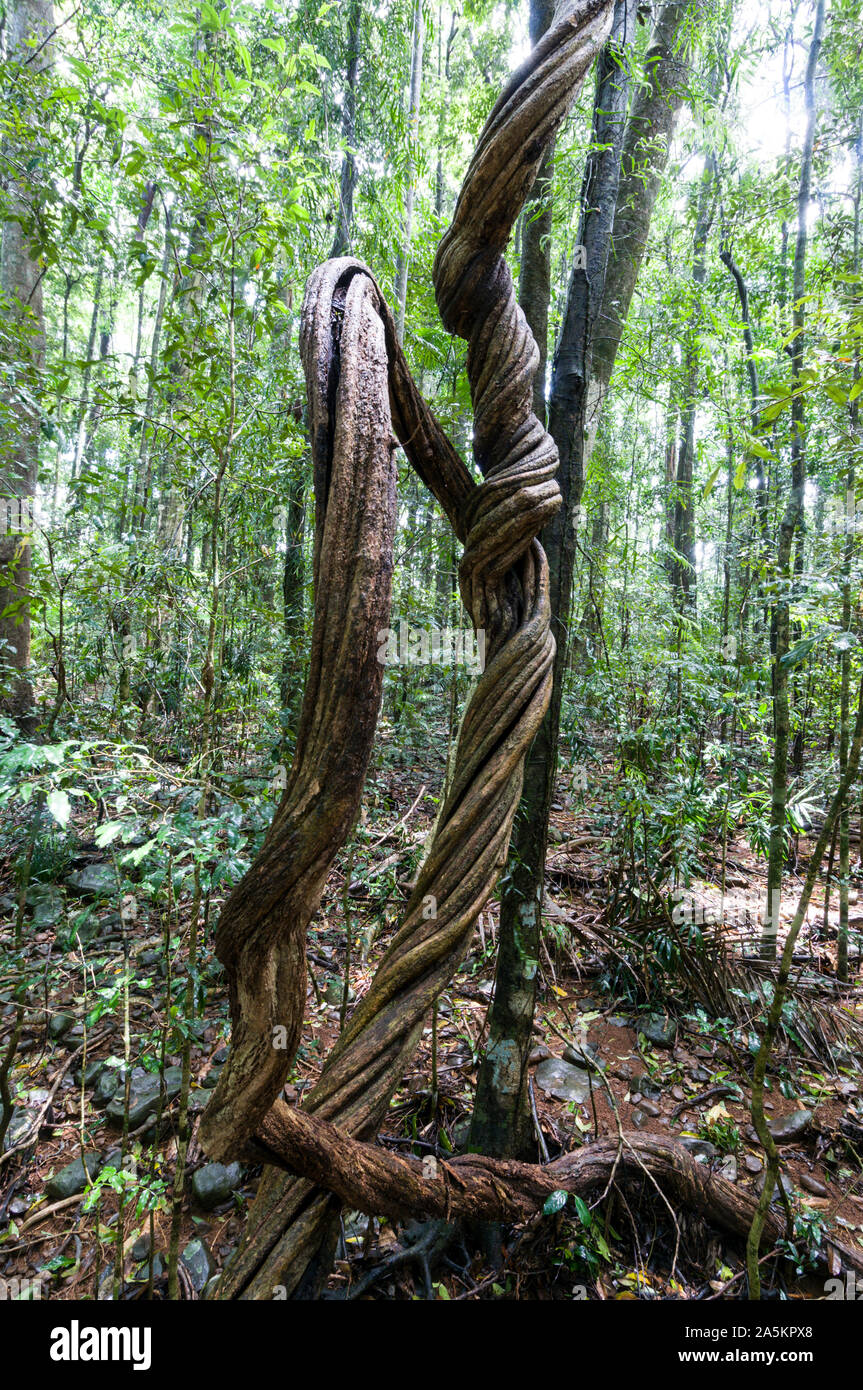 A Wonga Vine winds itself up a tree in the hinterland rain forest