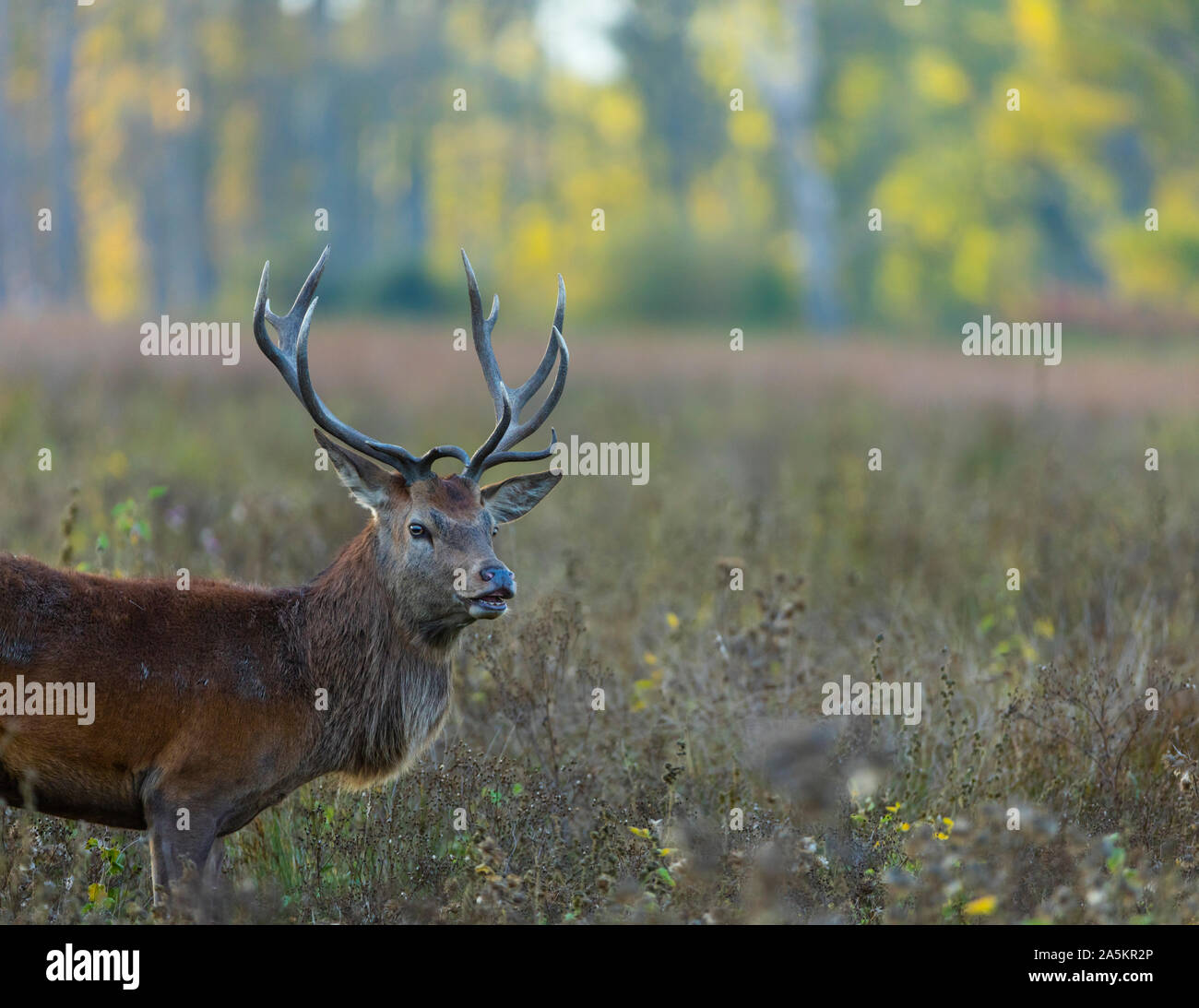 Red deer (Cervus elaphus) Stock Photo