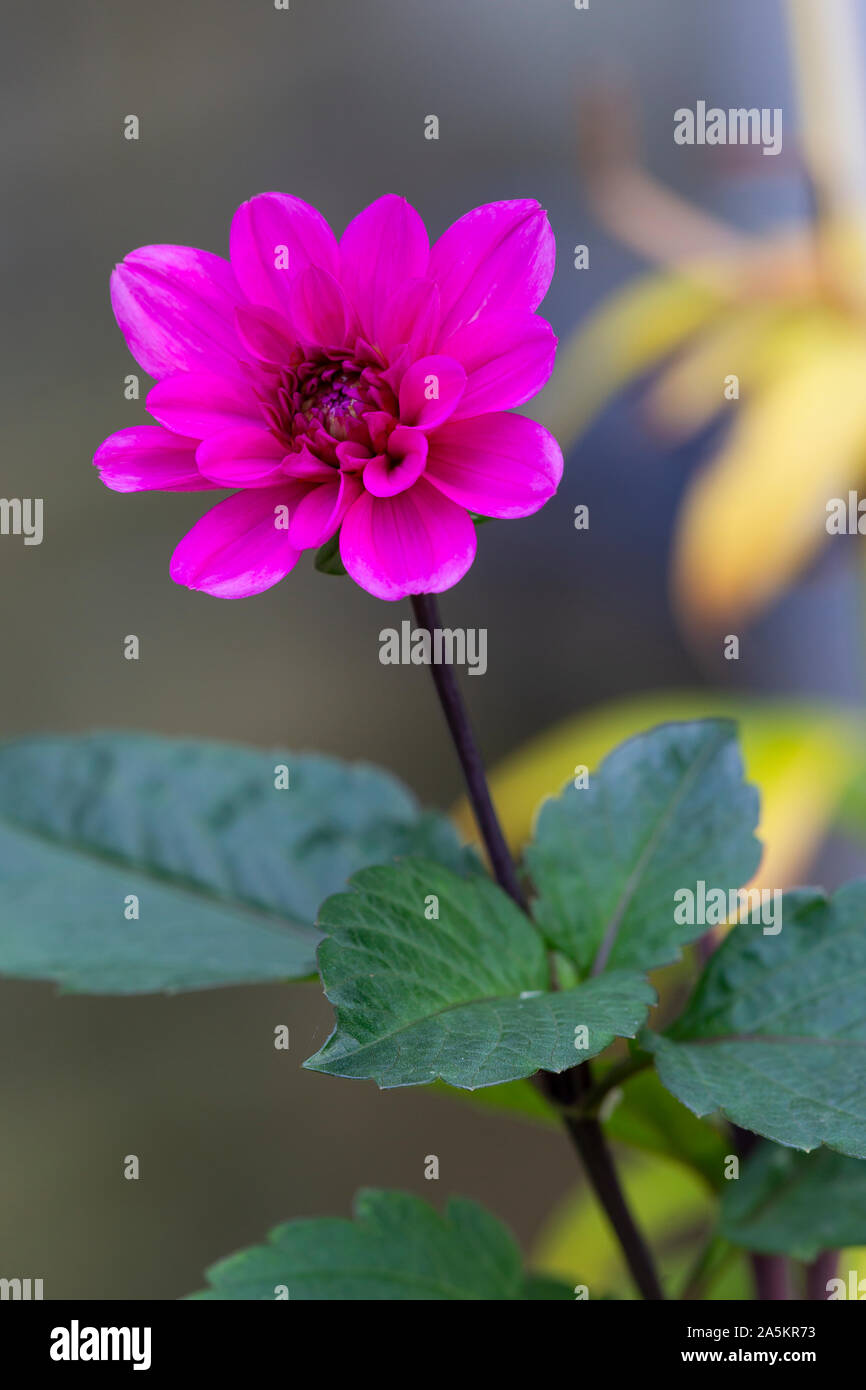 Stem and branches with leaves floral hi-res stock photography and ...